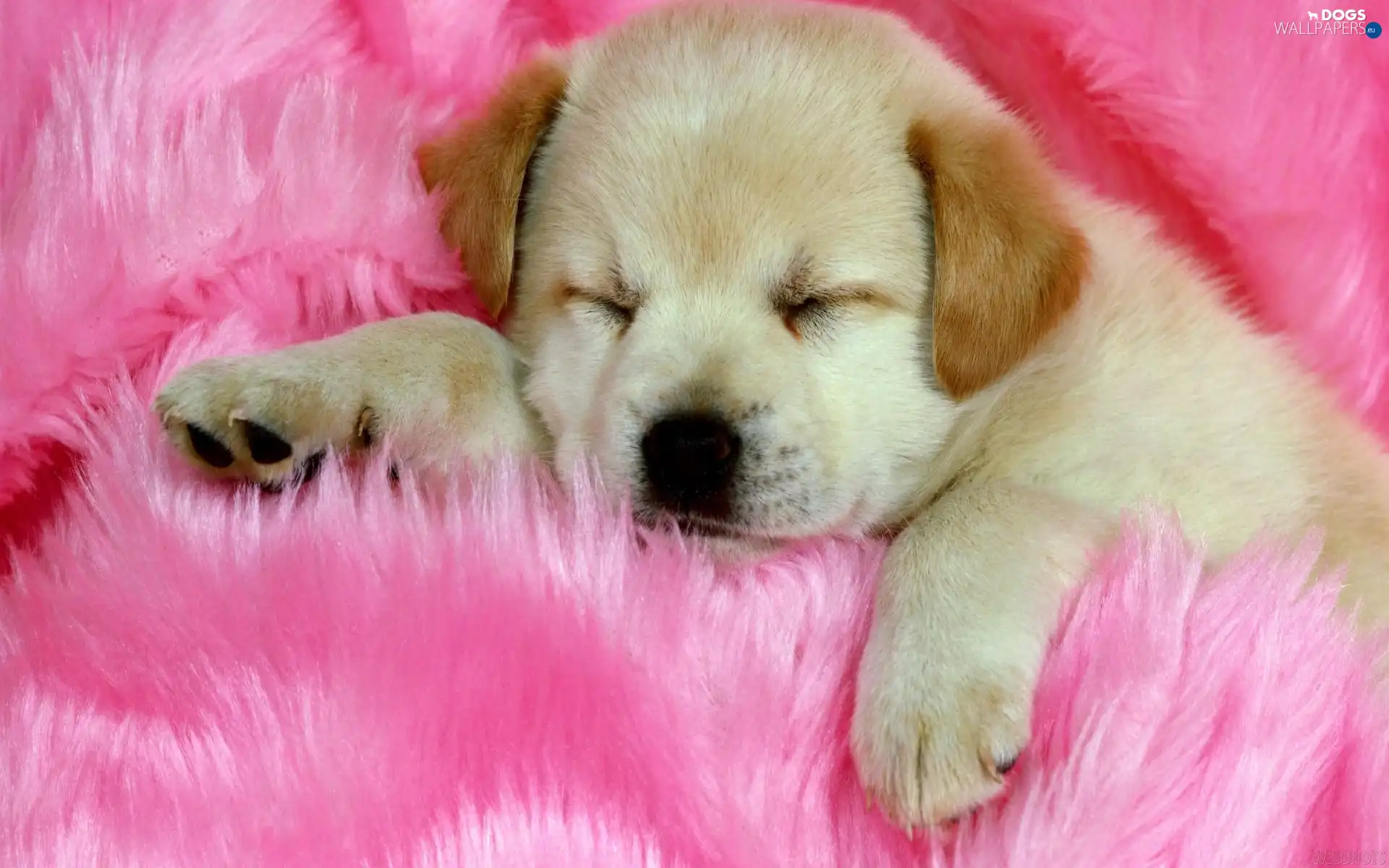 dispatch, Pink, small, doggy