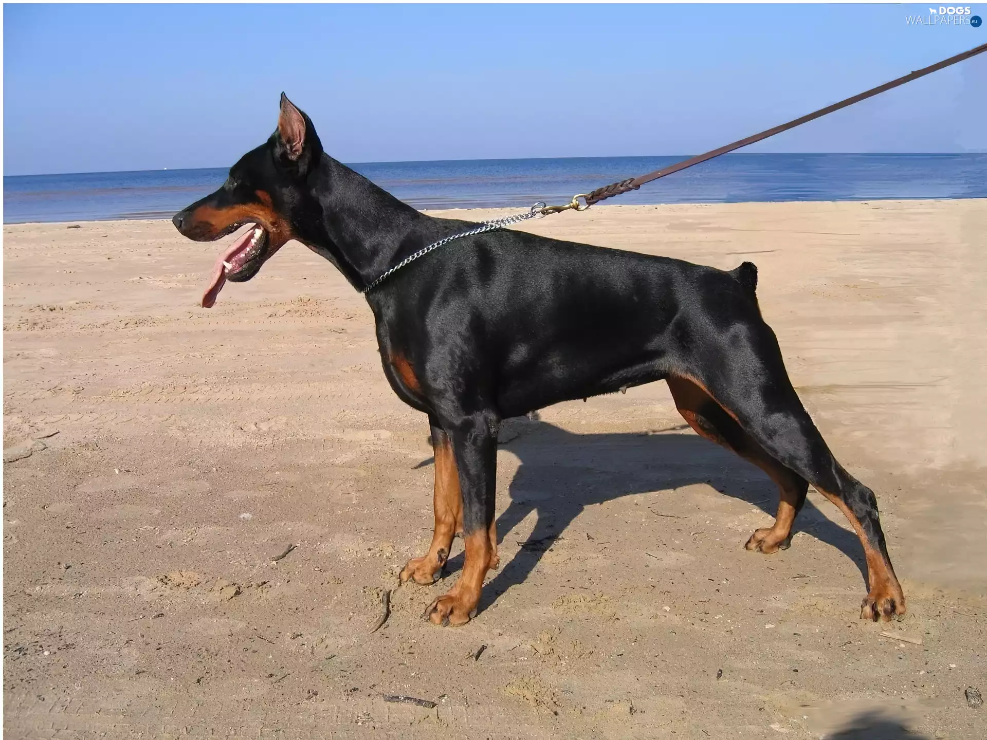 Doberman, Beaches