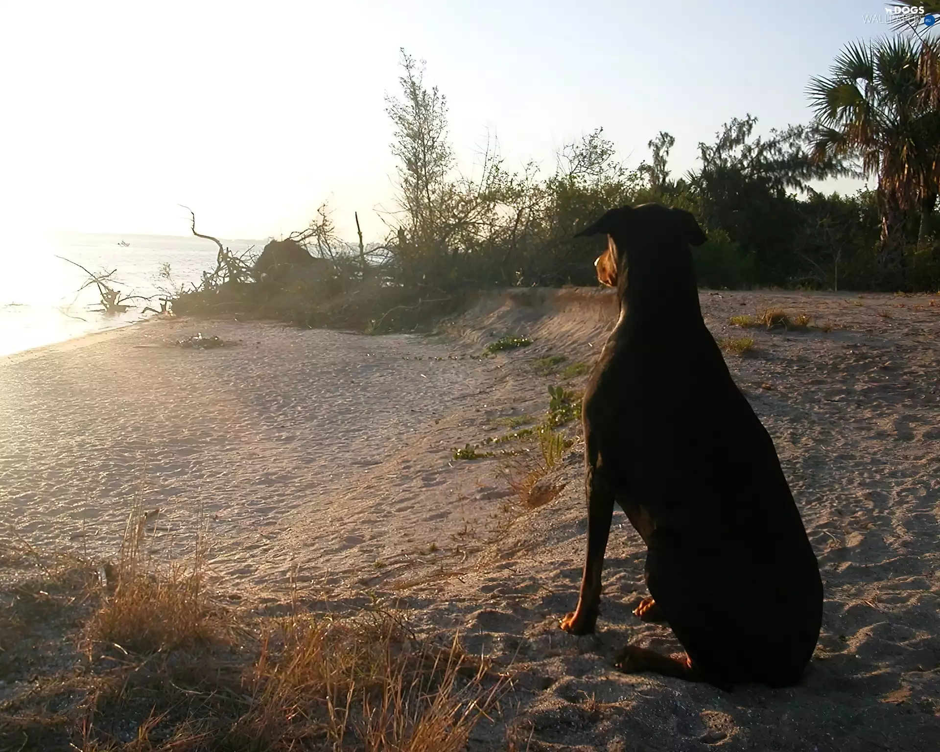Doberman, Beaches