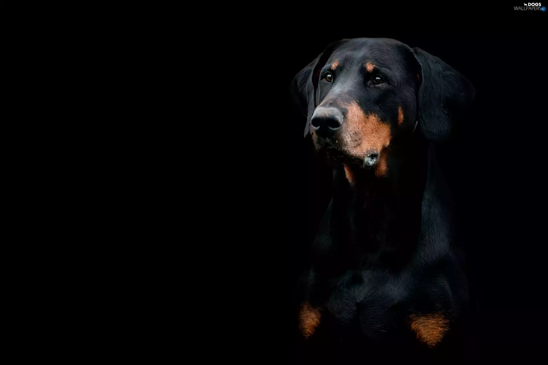 dog, Black, background, Doberman