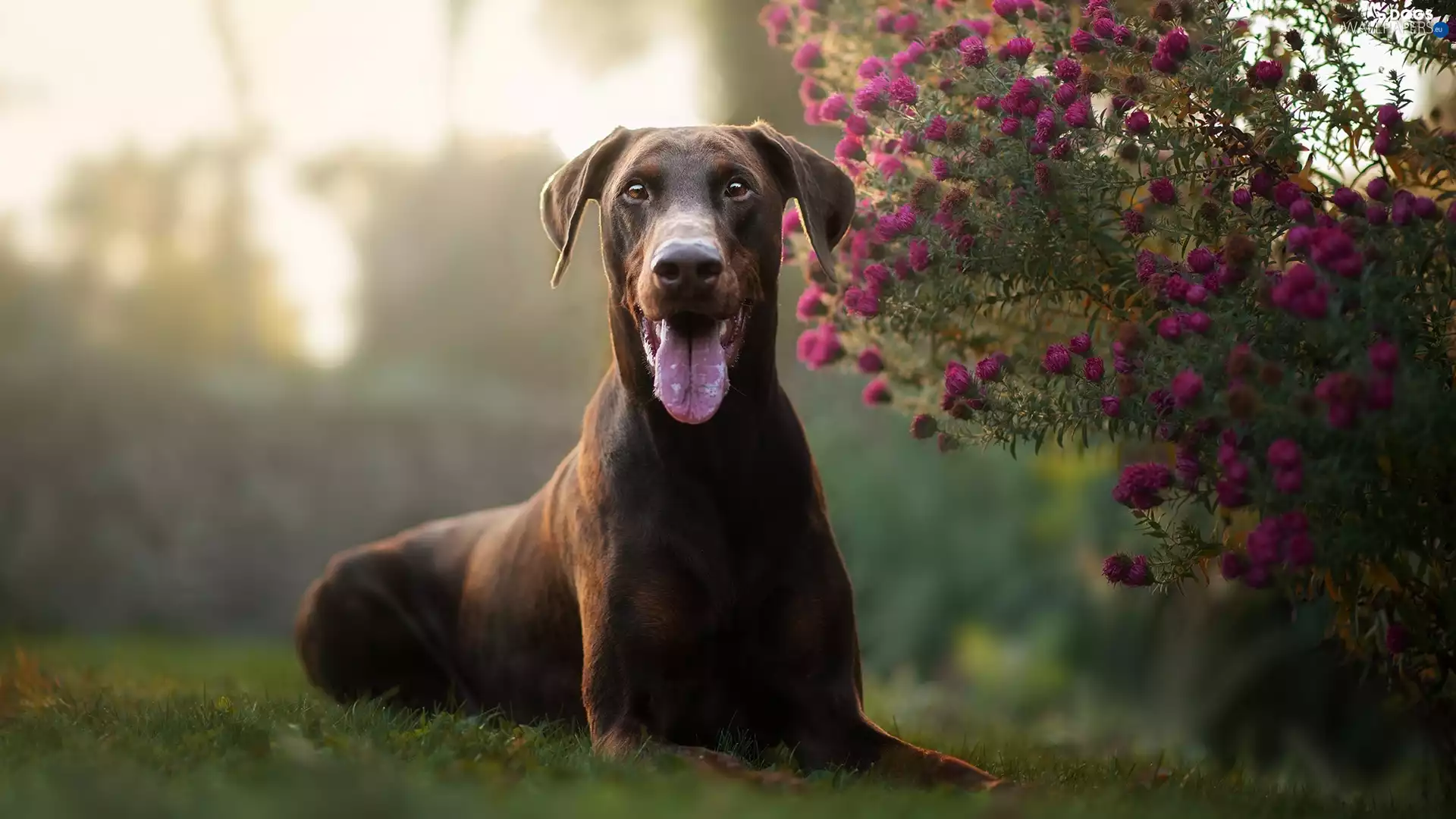 dog, muzzle, Flowers, Doberman