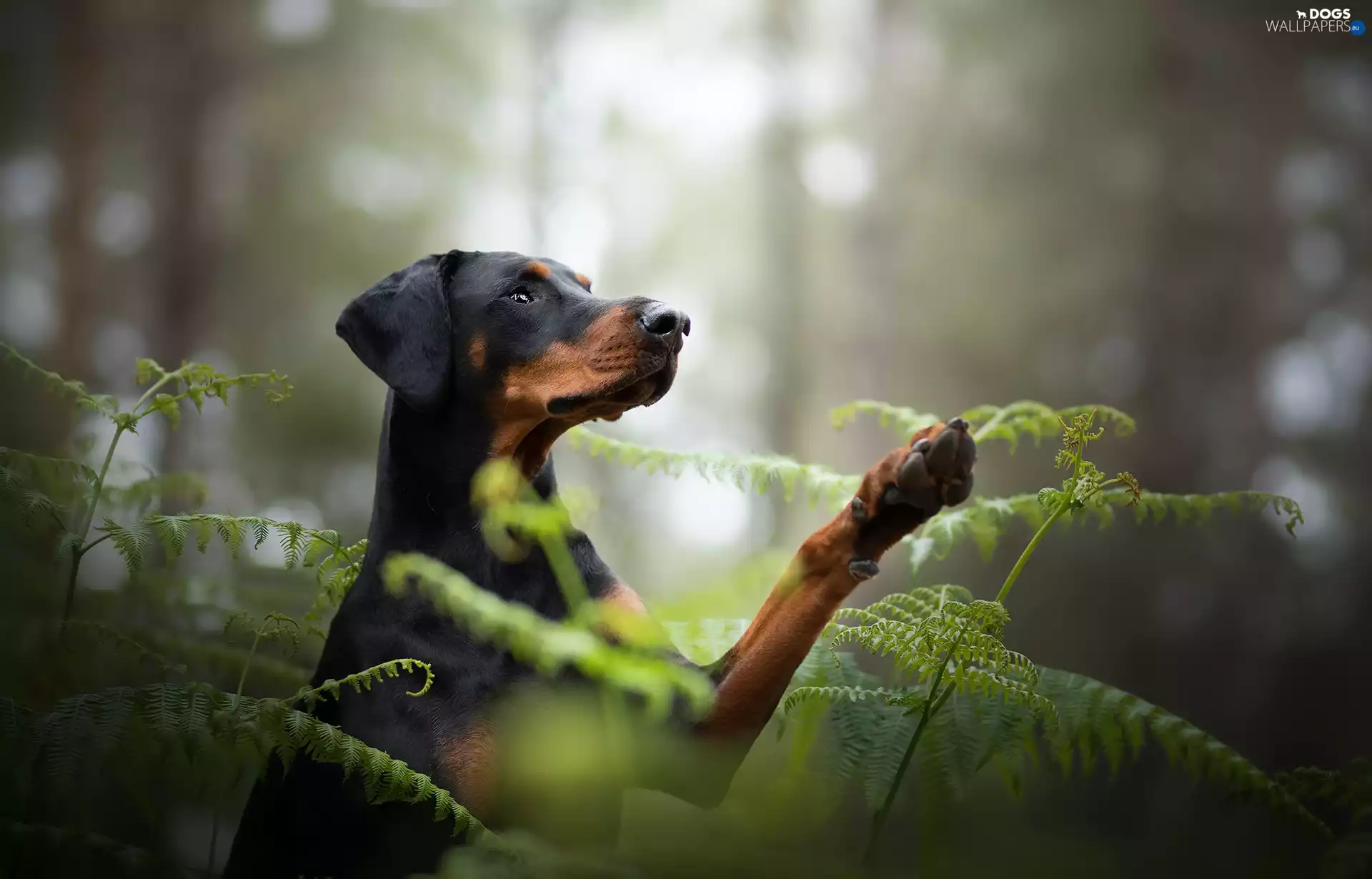 dog, fern, forest, Doberman