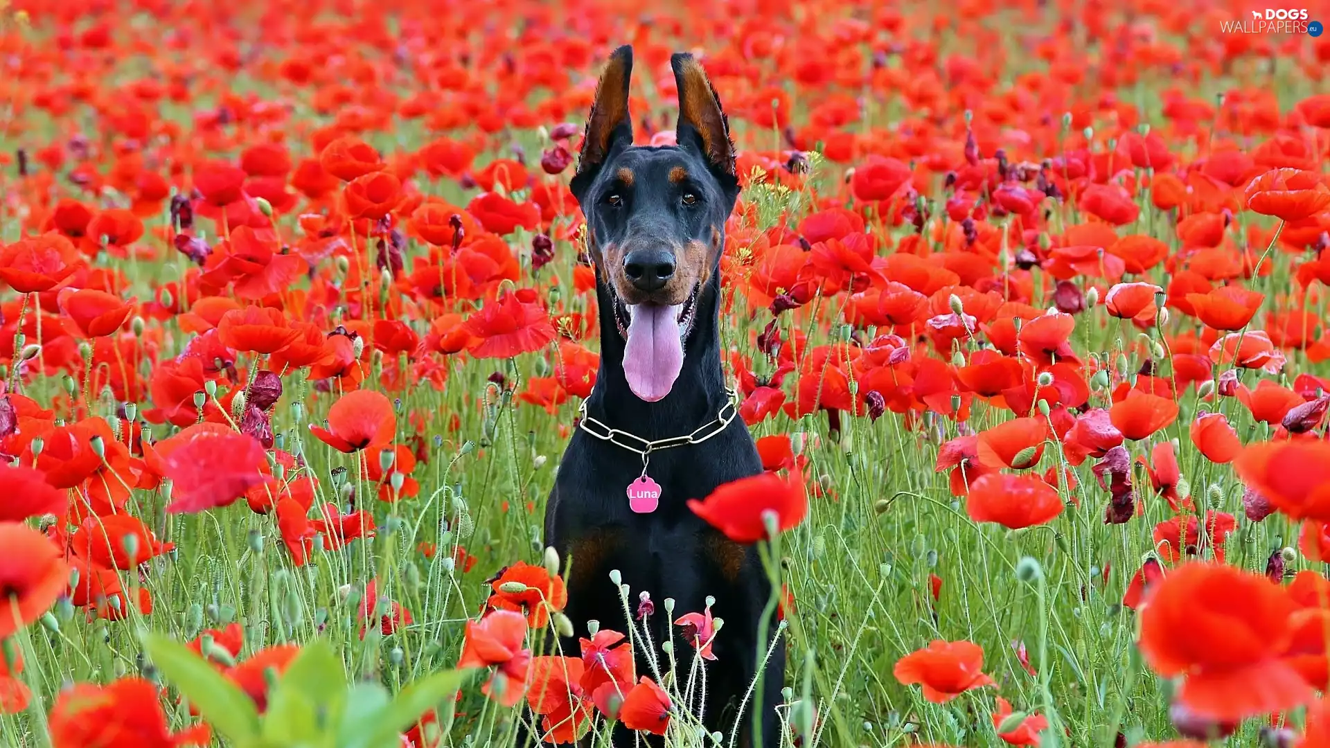 dog, Meadow, papavers, Doberman