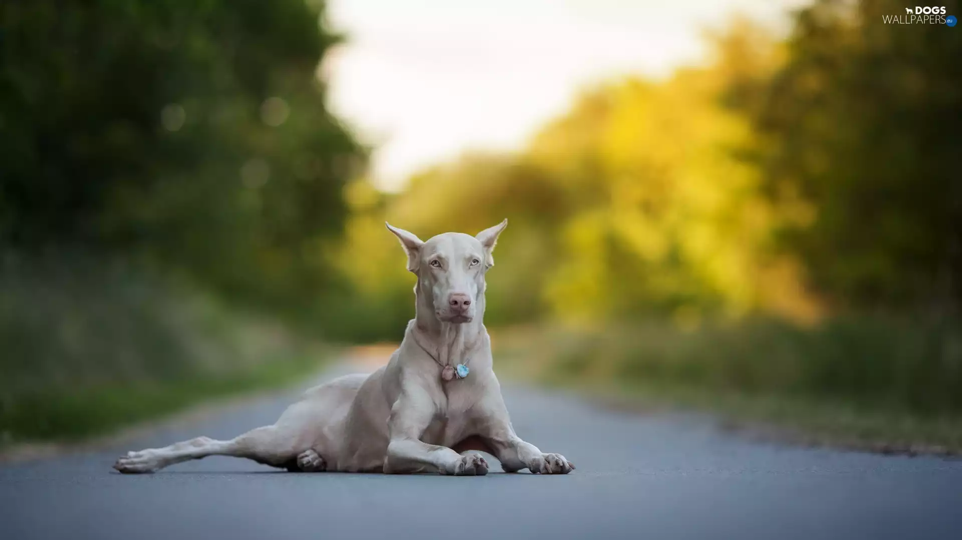 dog, Albinos, Way, Doberman