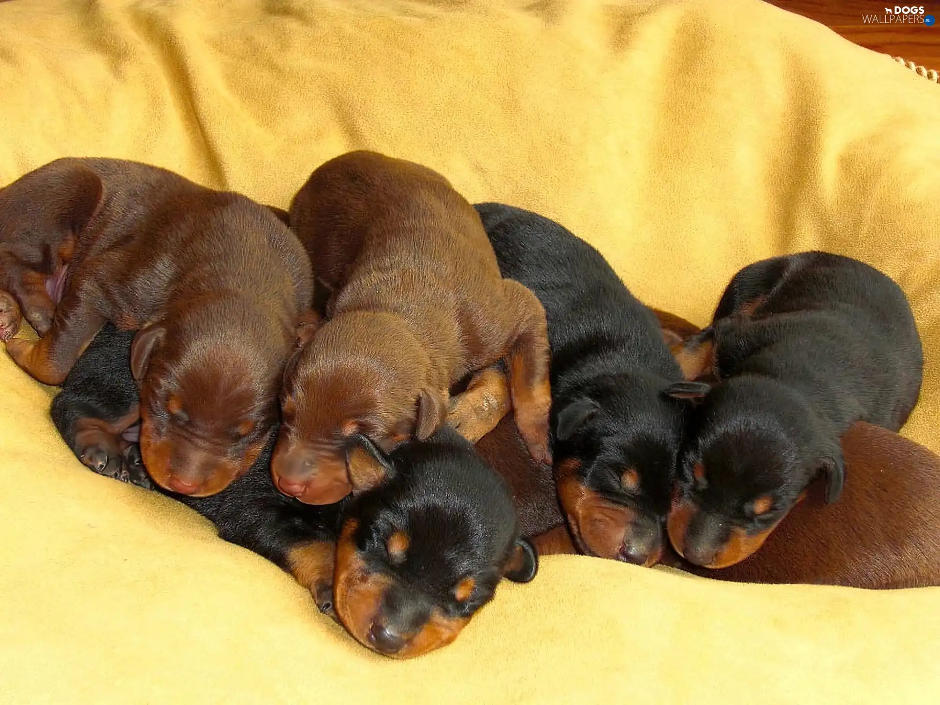 Doberman, puppies