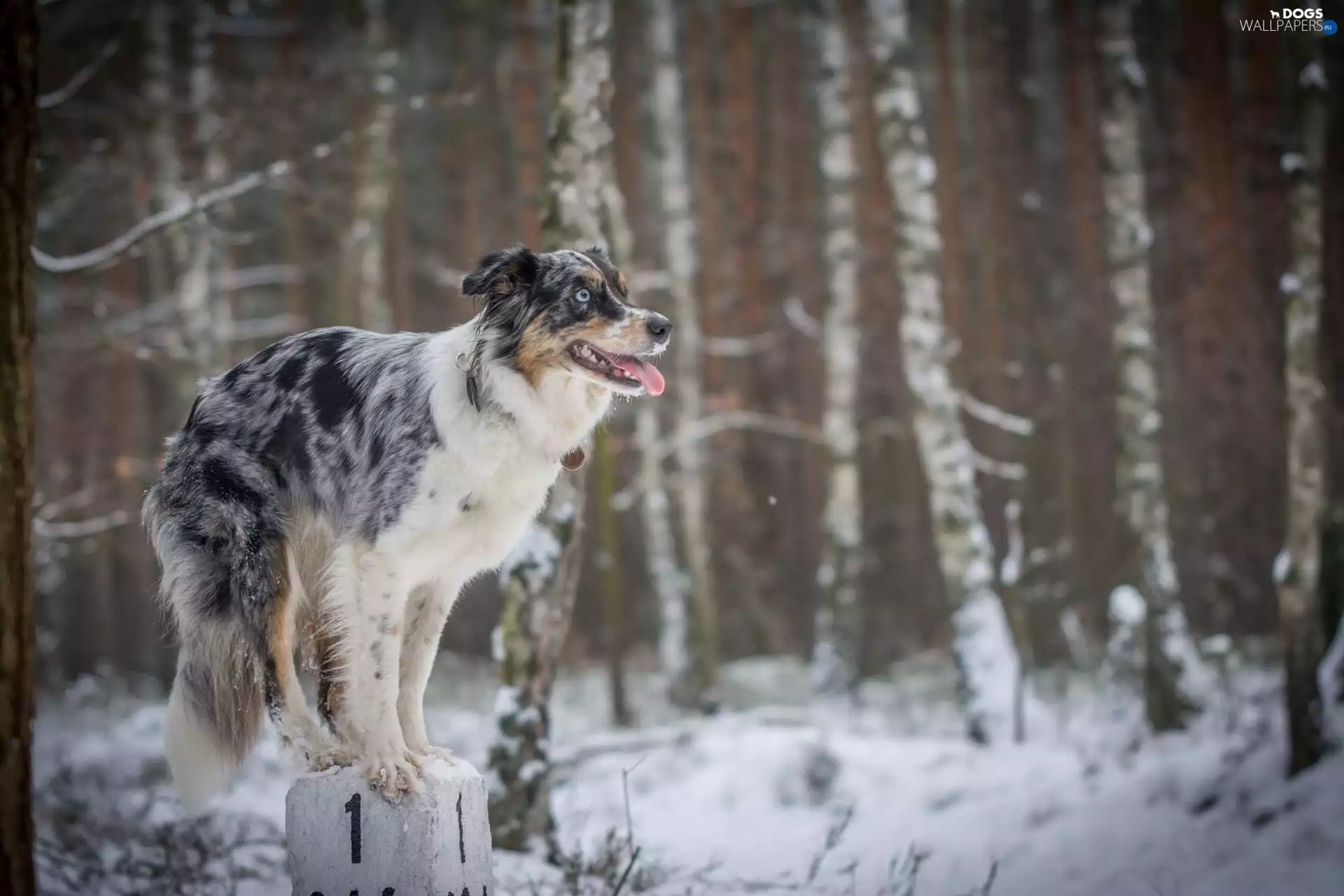 post, dodge, Border Collie, winter