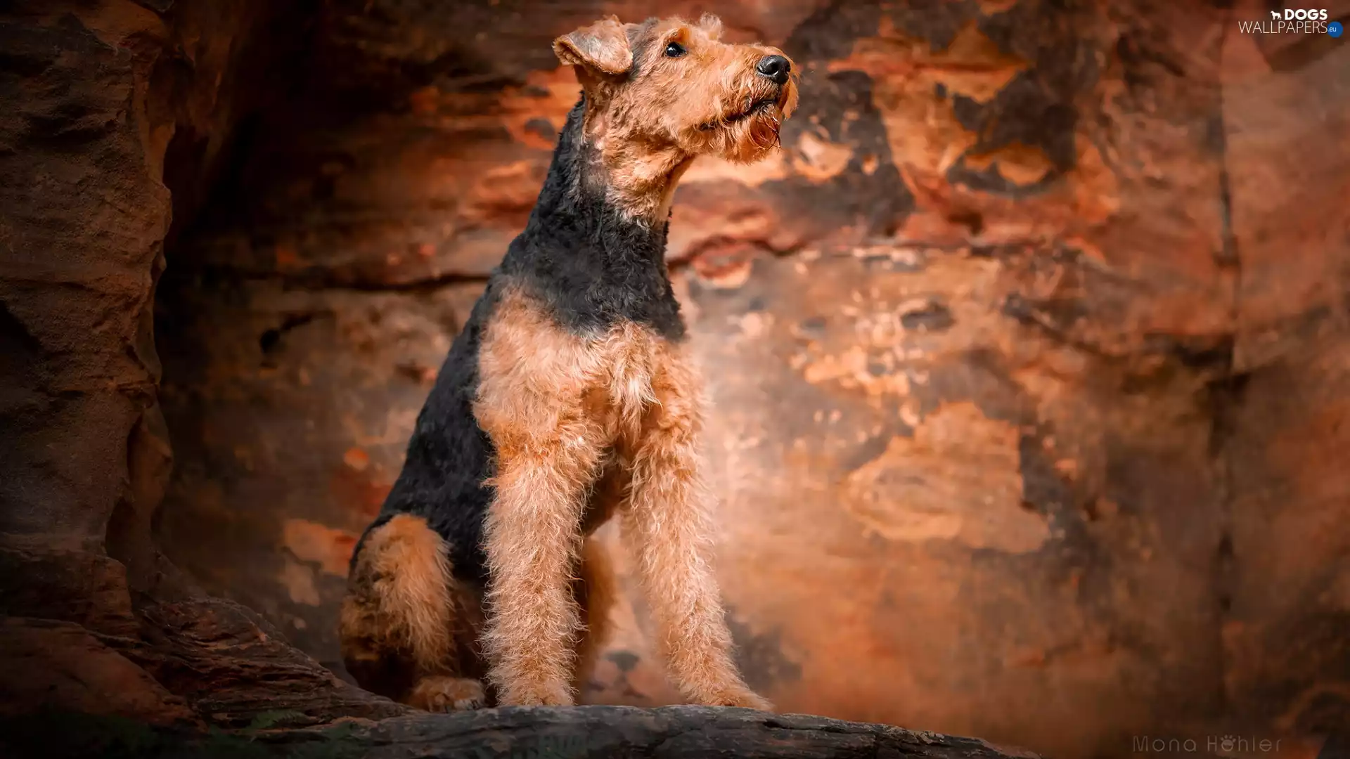 Airedale Terrier, sitter, dog