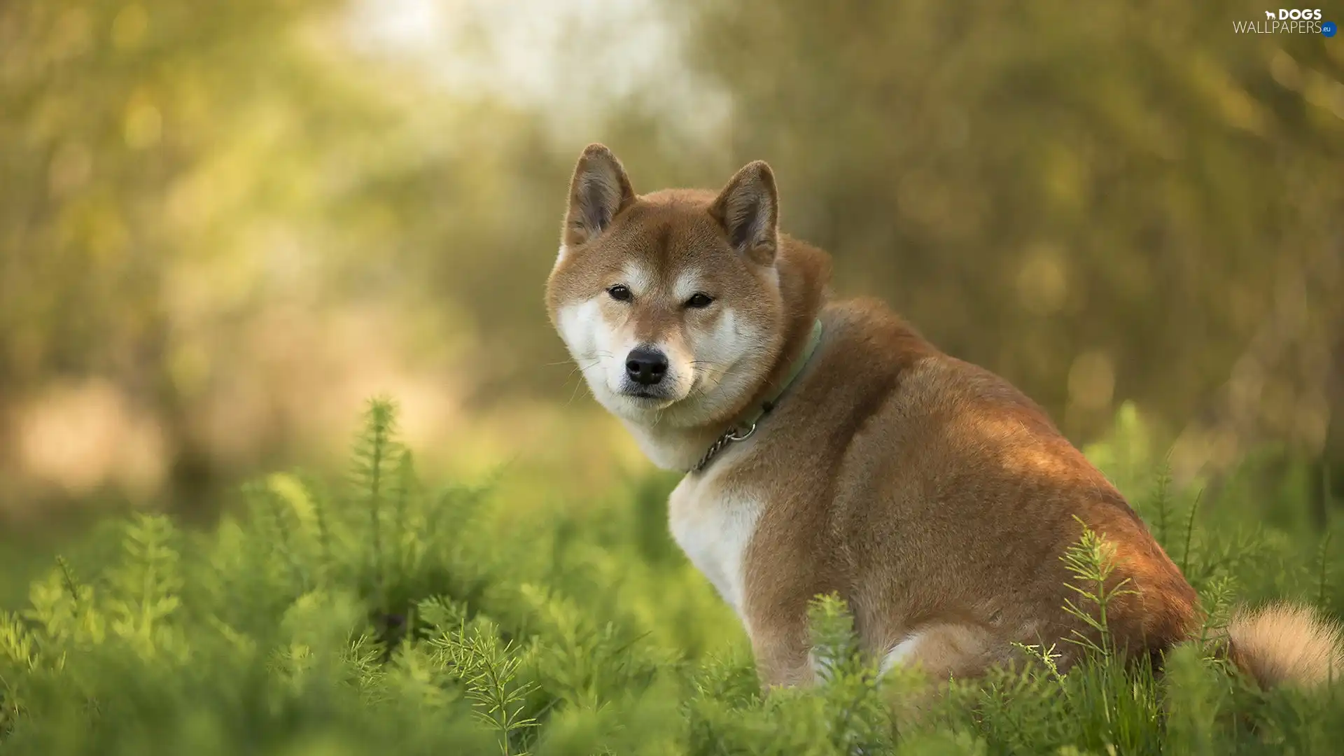dog, grass, Akita Inu