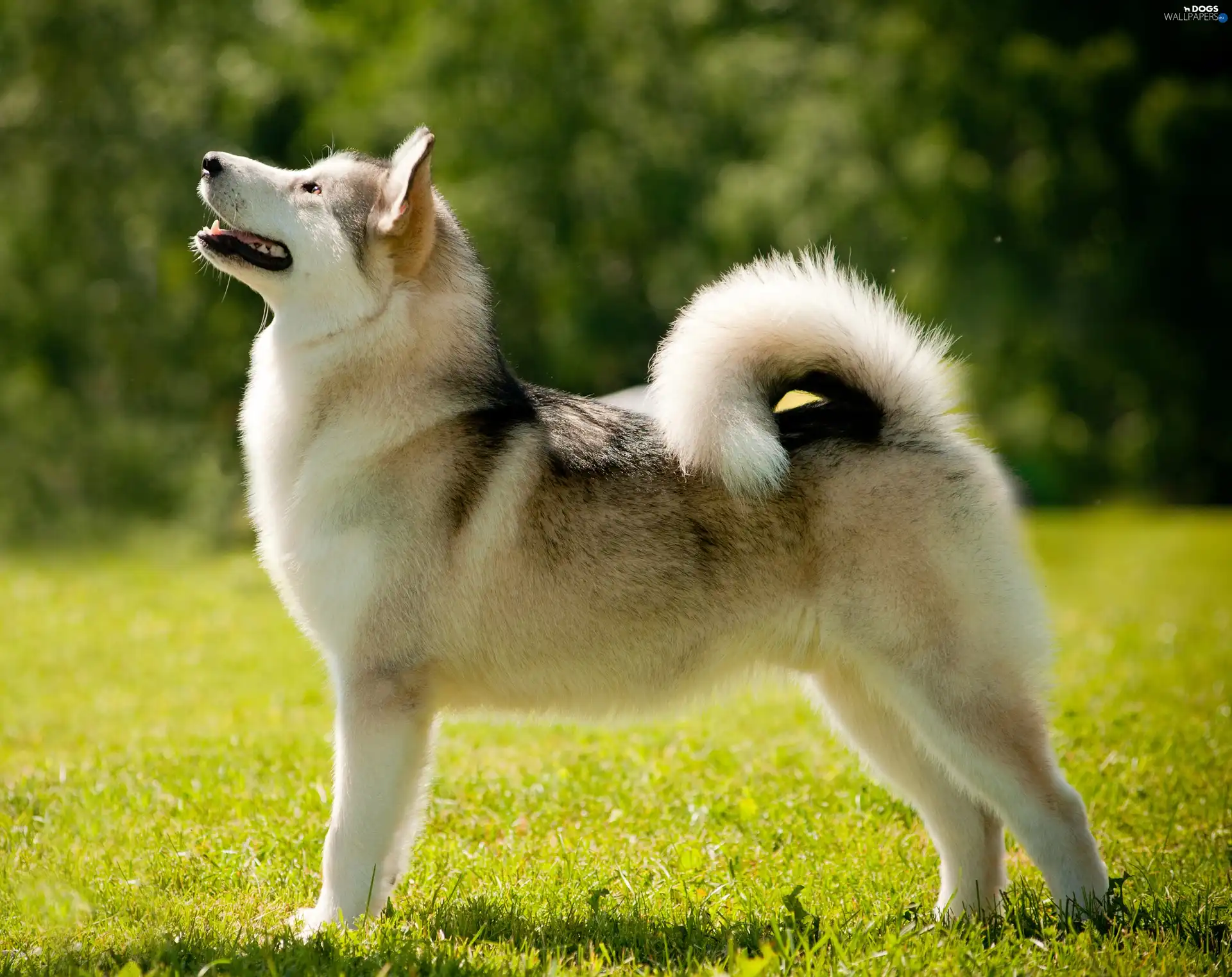 dog, Meadow, Alaskan Malamute