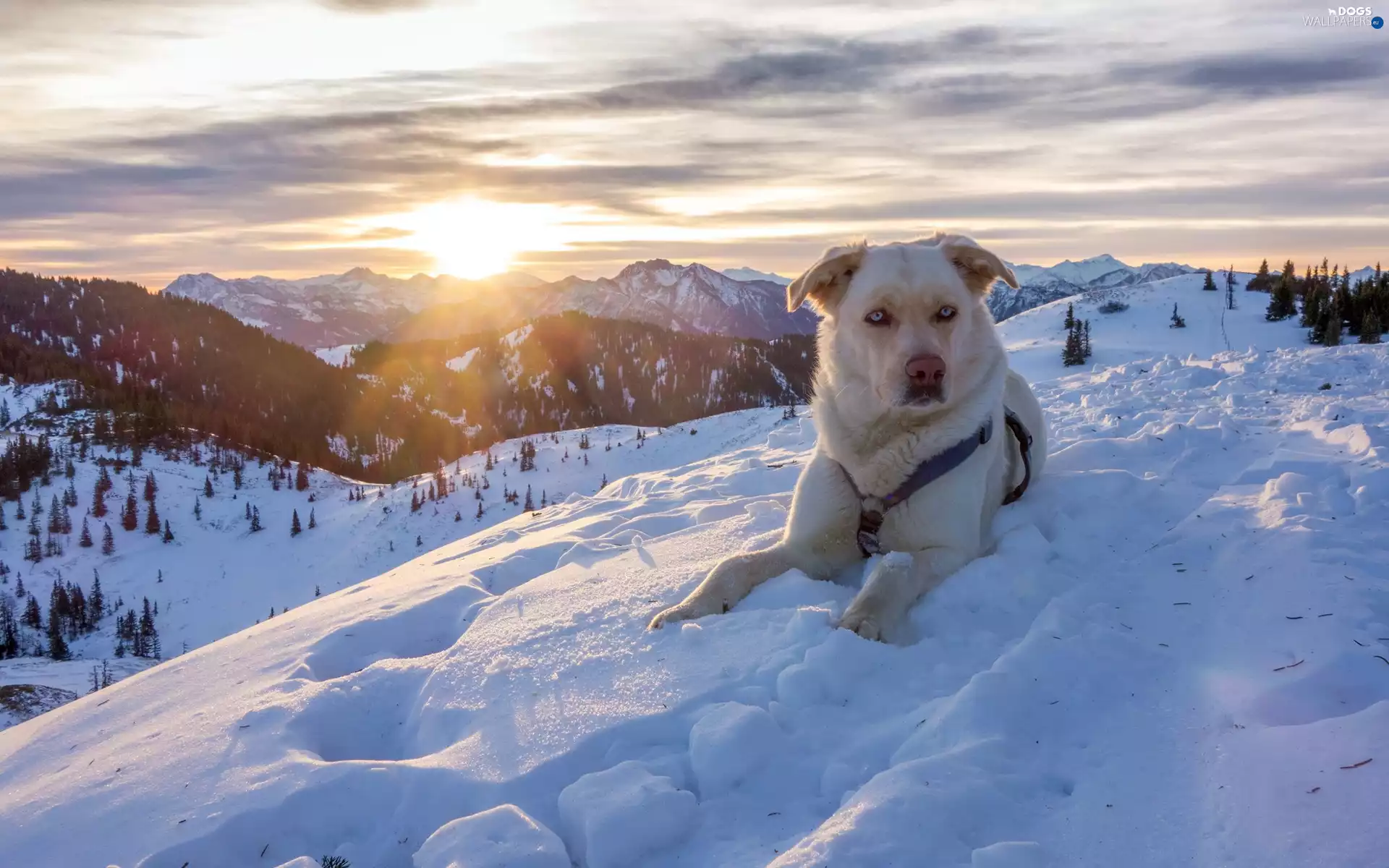 winter, dog, Alps, Mountains, Austria