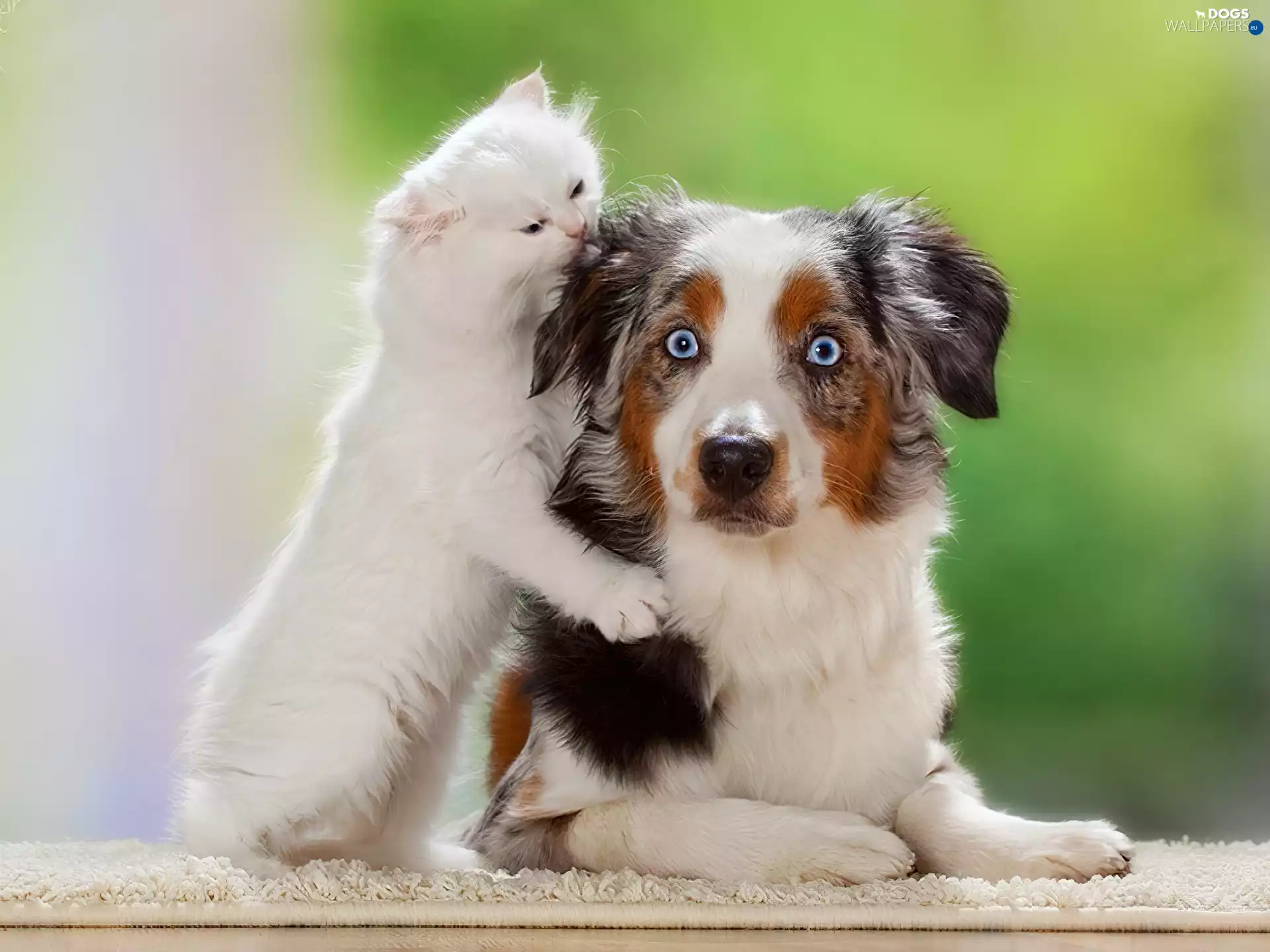 Australian Shepherd, cat, dog