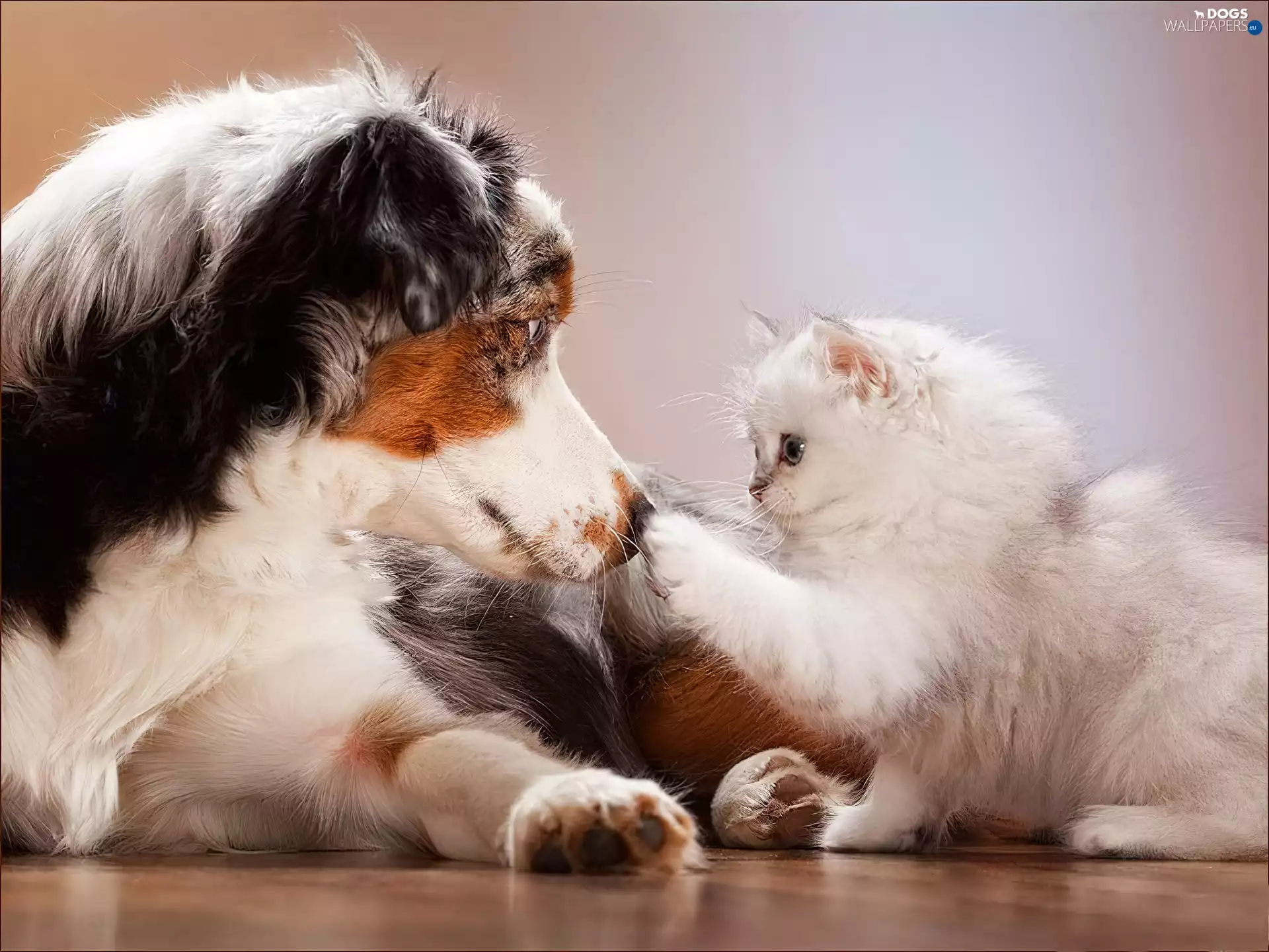 Australian Shepherd, cat, dog
