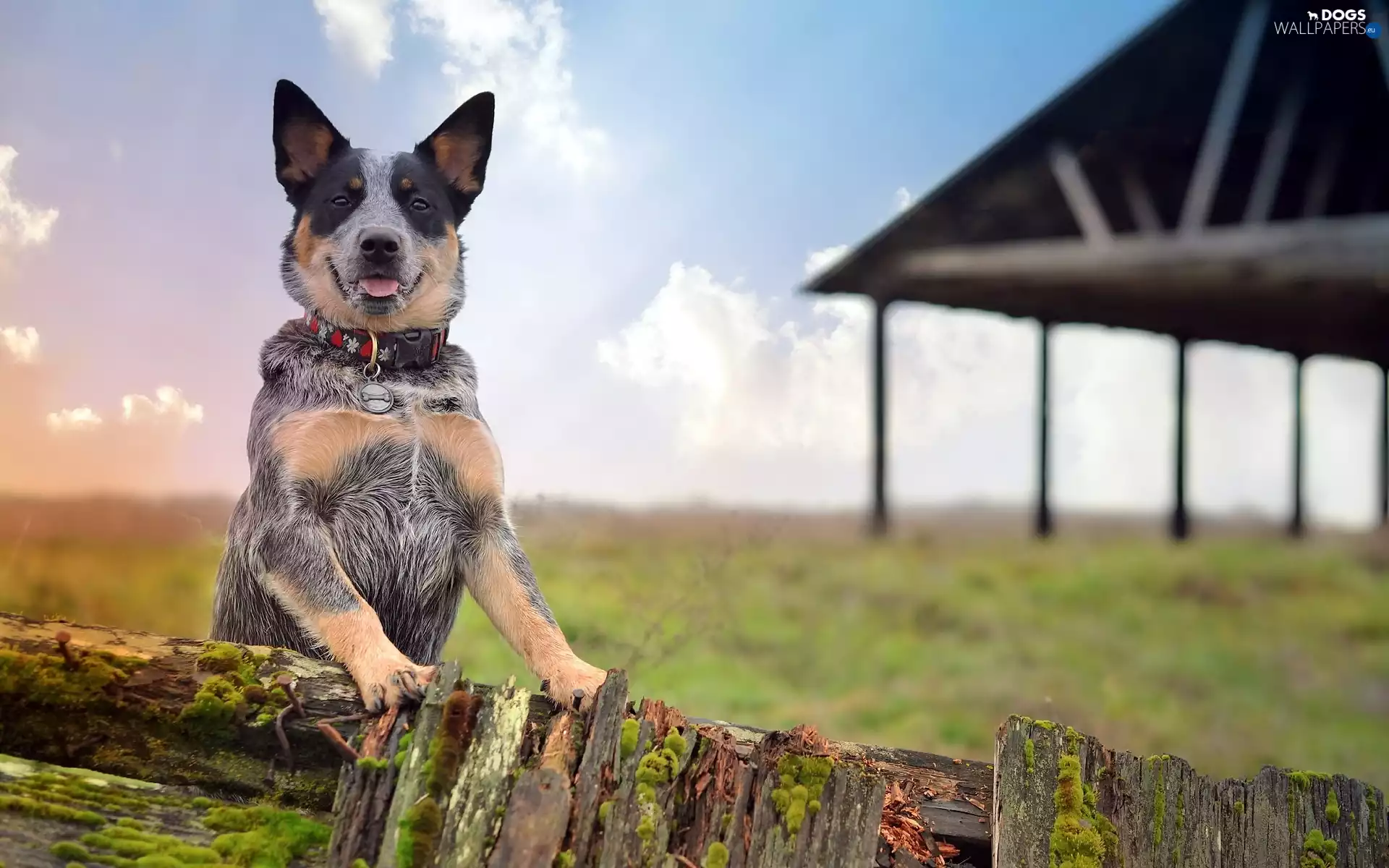 Australian Dog, Australian cattle dog