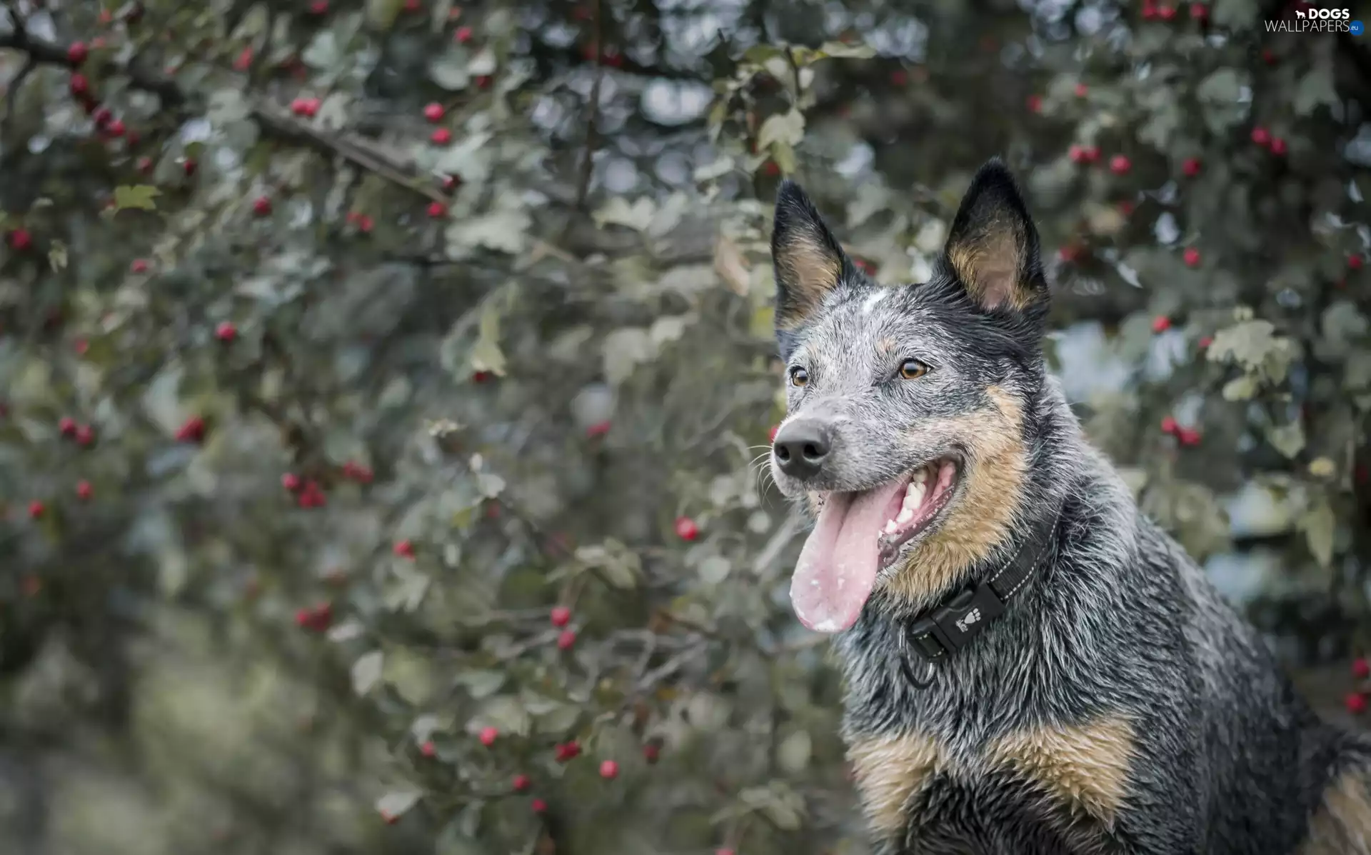 Australian Dog, Australian cattle dog
