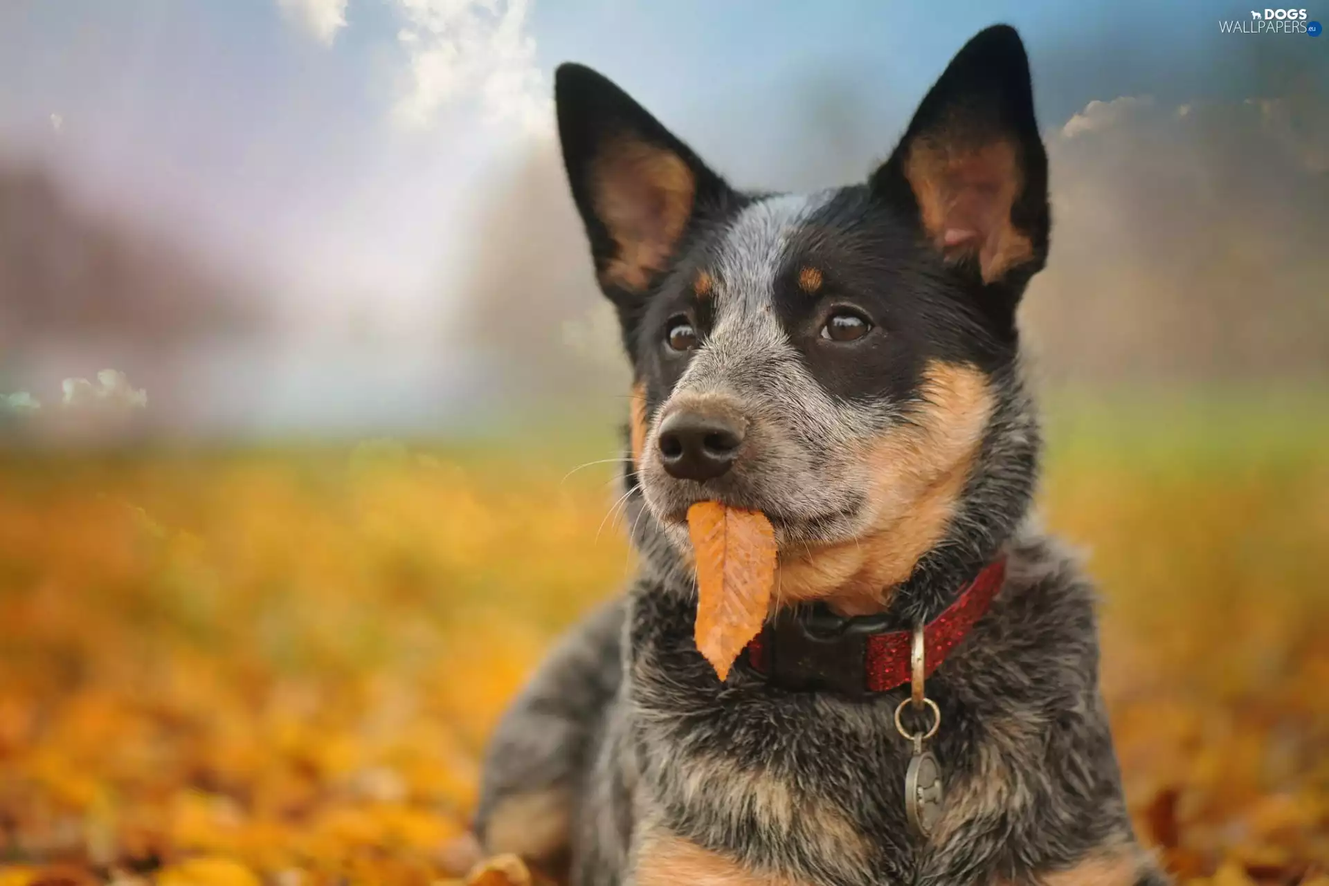 Australian Dog, Australian cattle dog