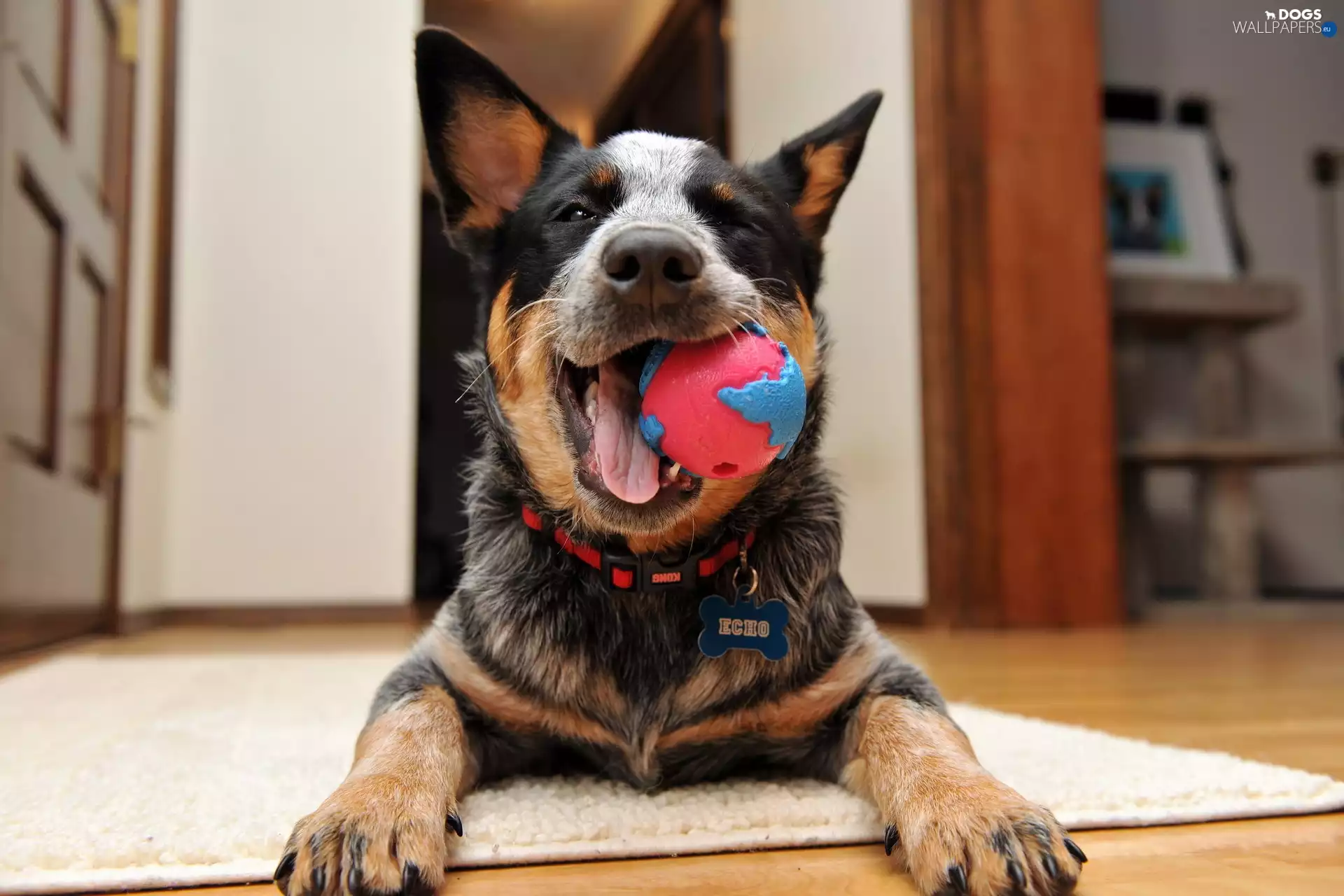 Australian Dog, Australian cattle dog