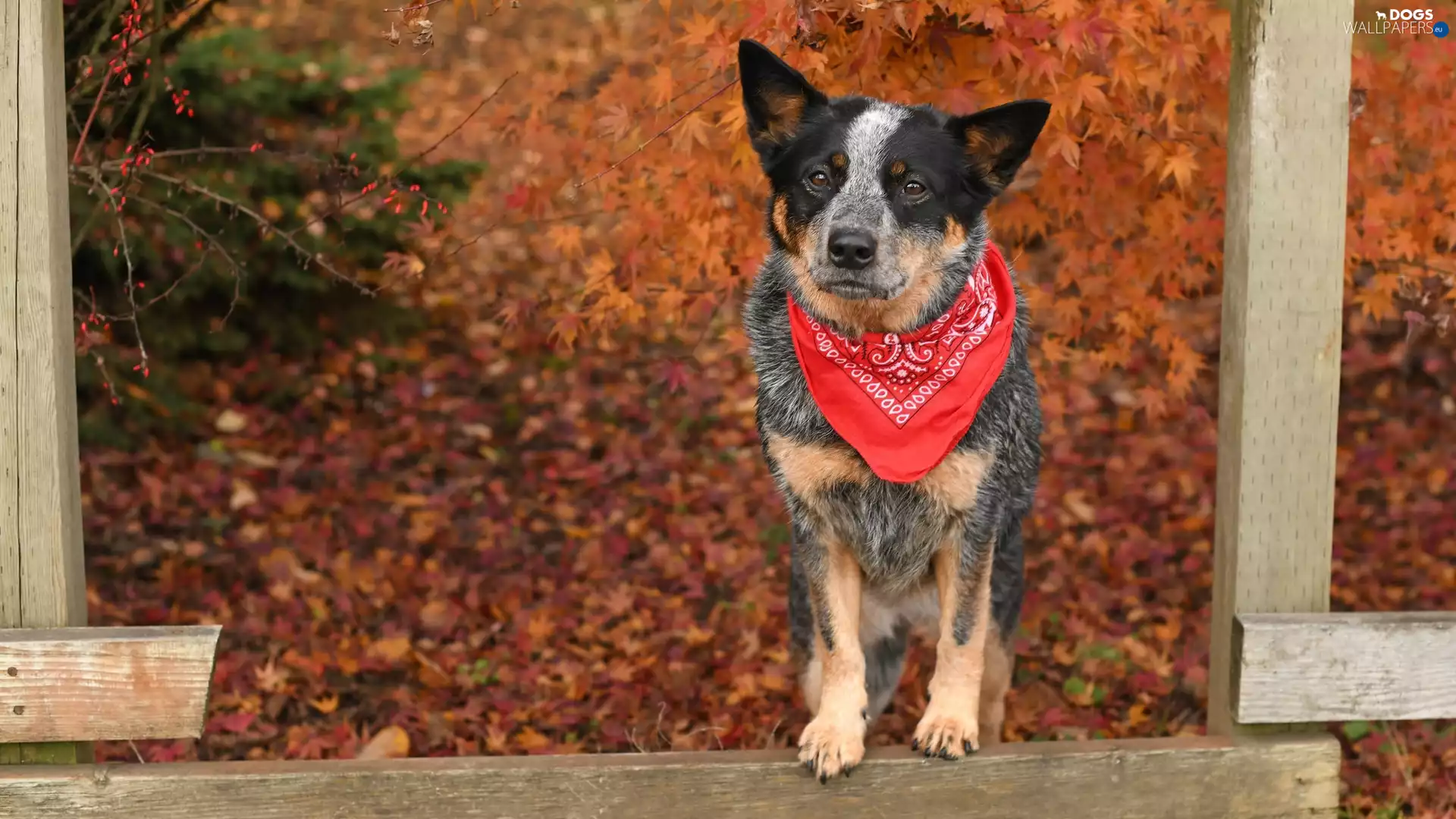 scarf, dog, Australian cattle dog