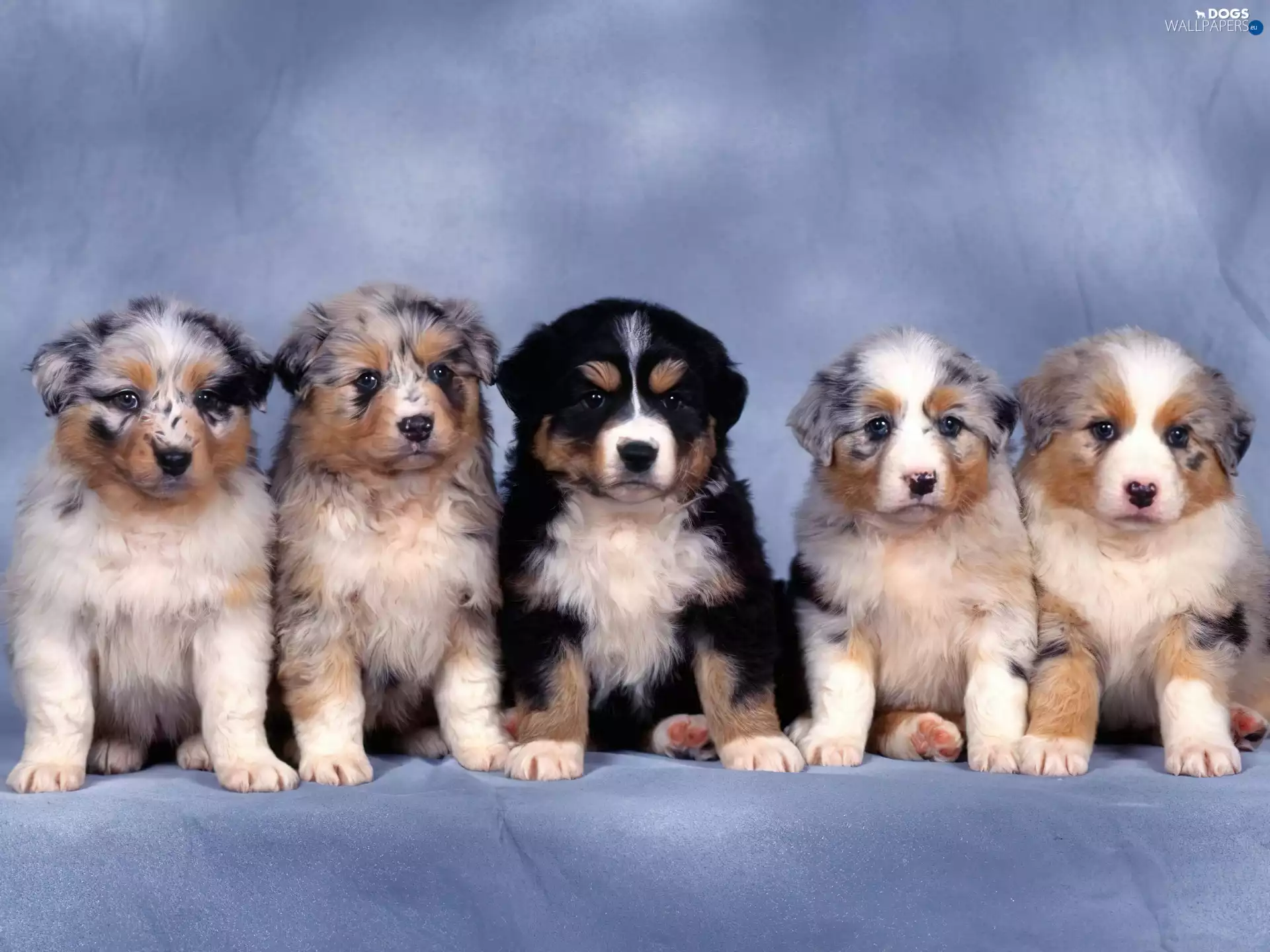puppies, four, Australian Shepherd Dogs, Bernese Mountain Dog