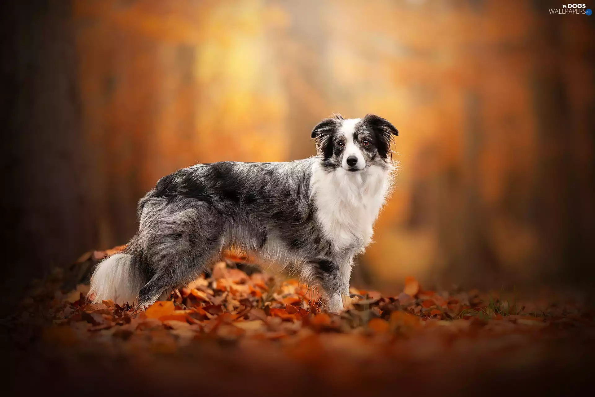 Australian Shepherd, Leaf, dog