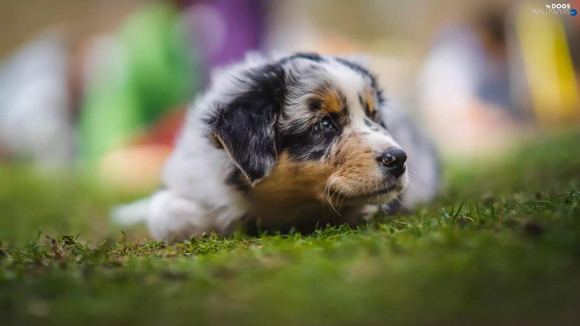 Australian Shepherd, Puppy, dog
