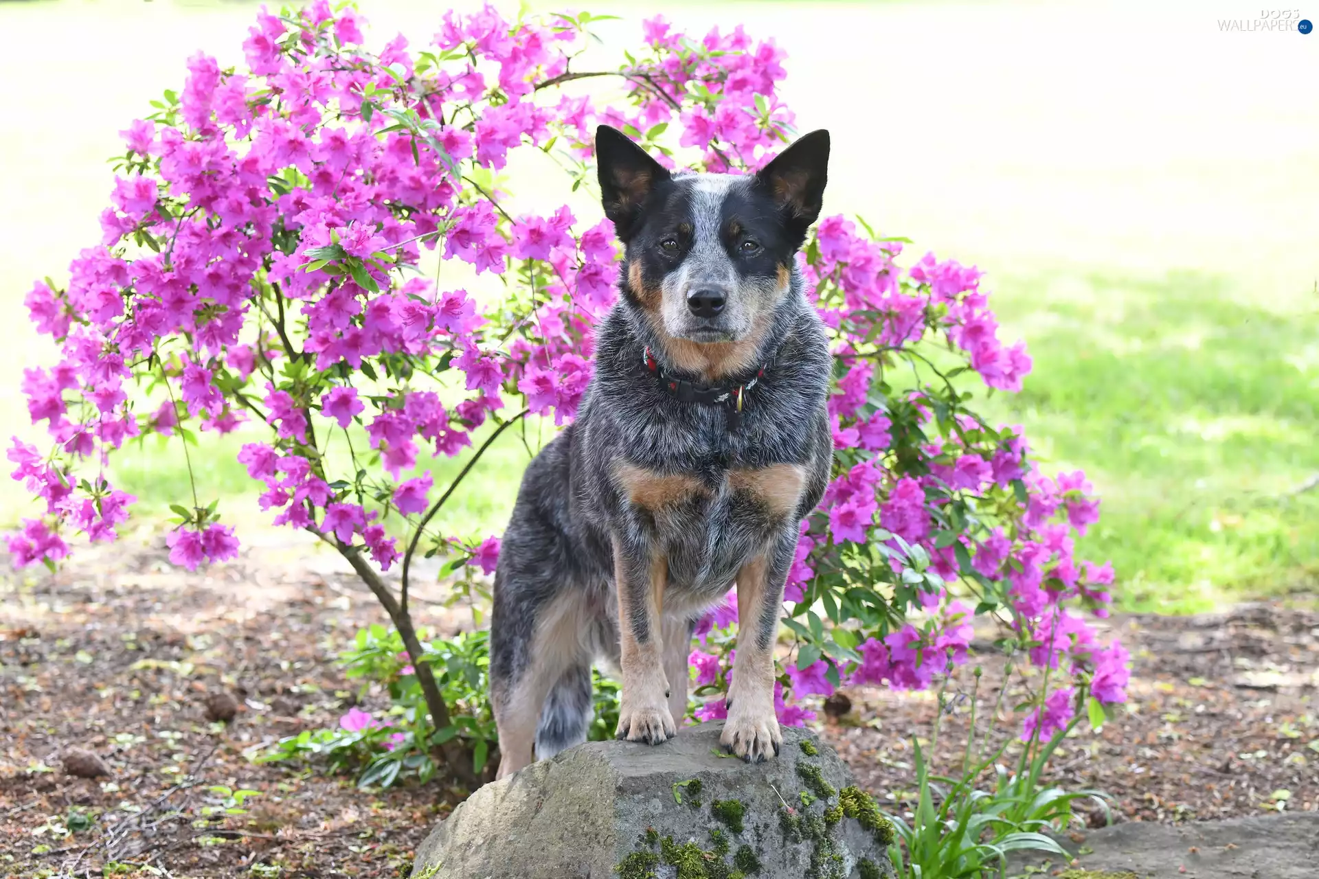Flowers, rhododendron, Australian cattle dog, dog-collar, dog