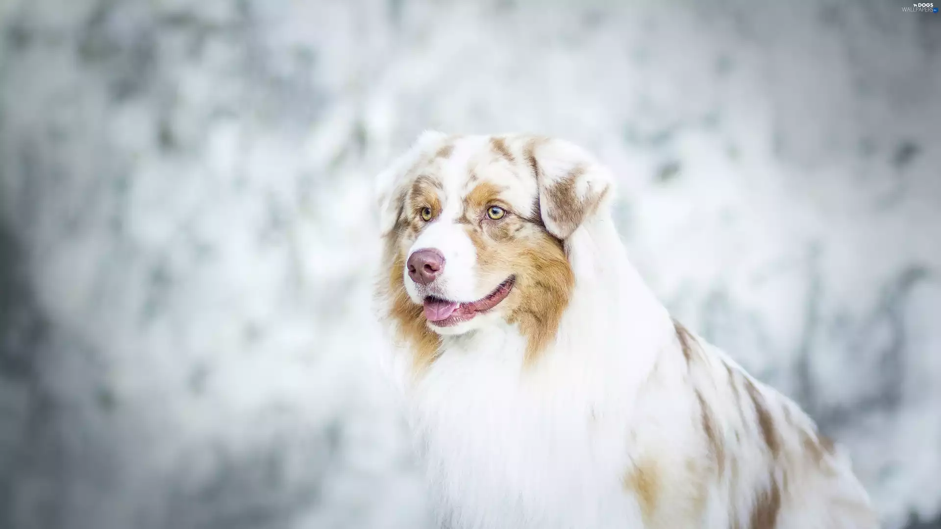 Australian, dog, sheep-dog