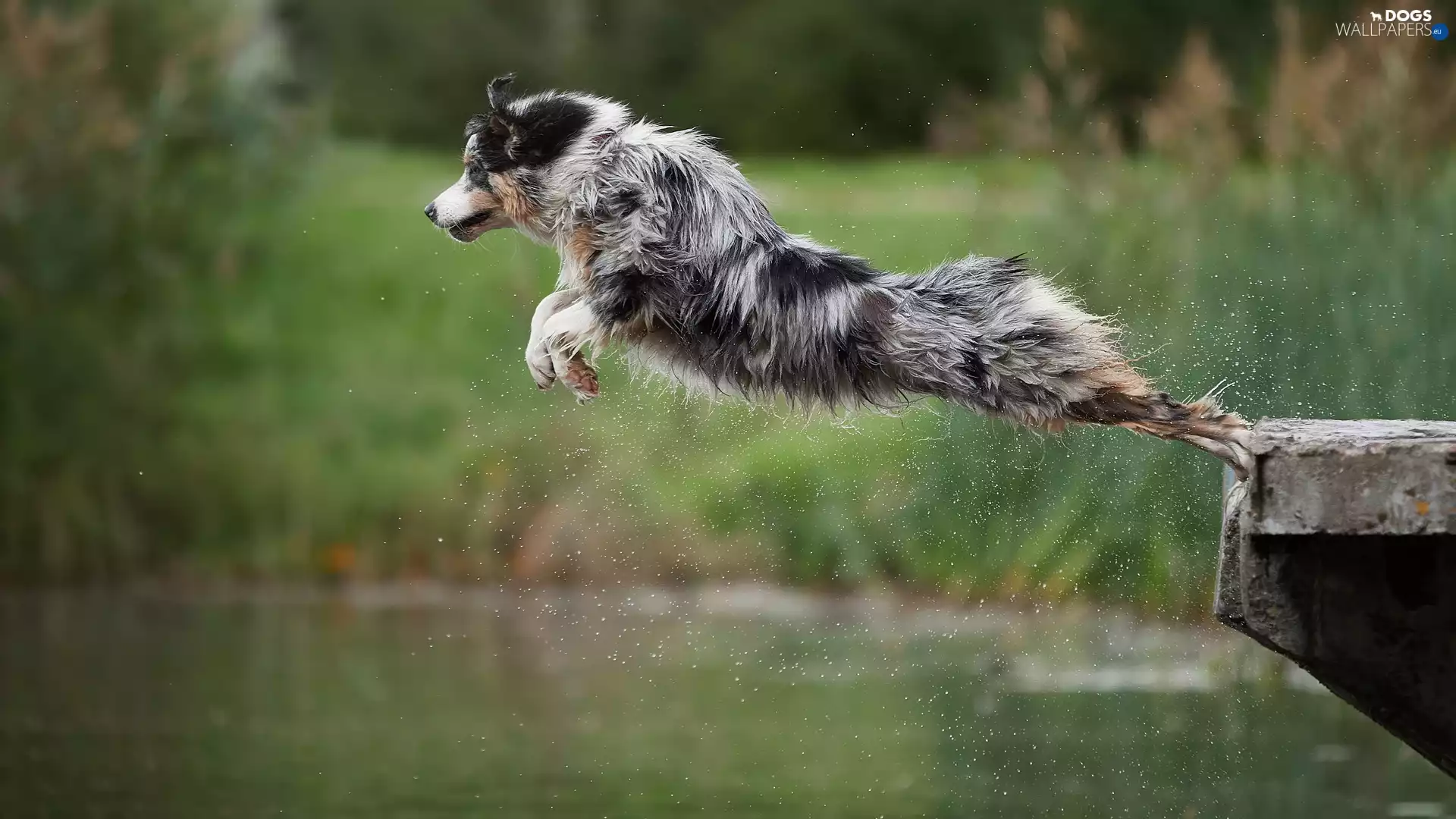 Australian Shepherd, skipping, dog
