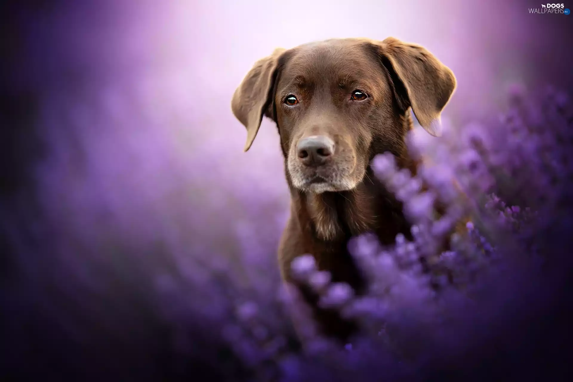 lavender, blurry background, dog, Labrador Retriever, Brown
