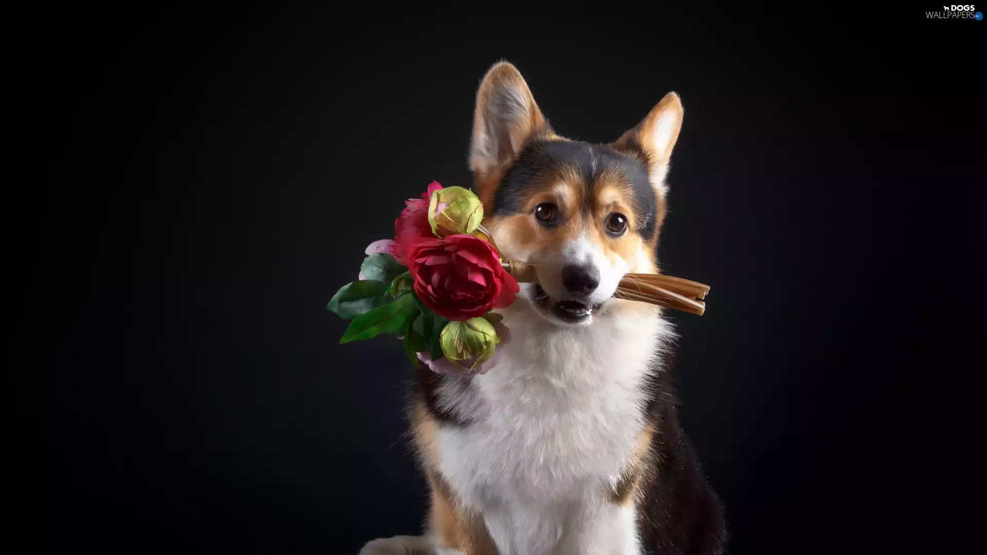 Flowers, Dark Background, Welsh corgi pembroke, bouquet, dog