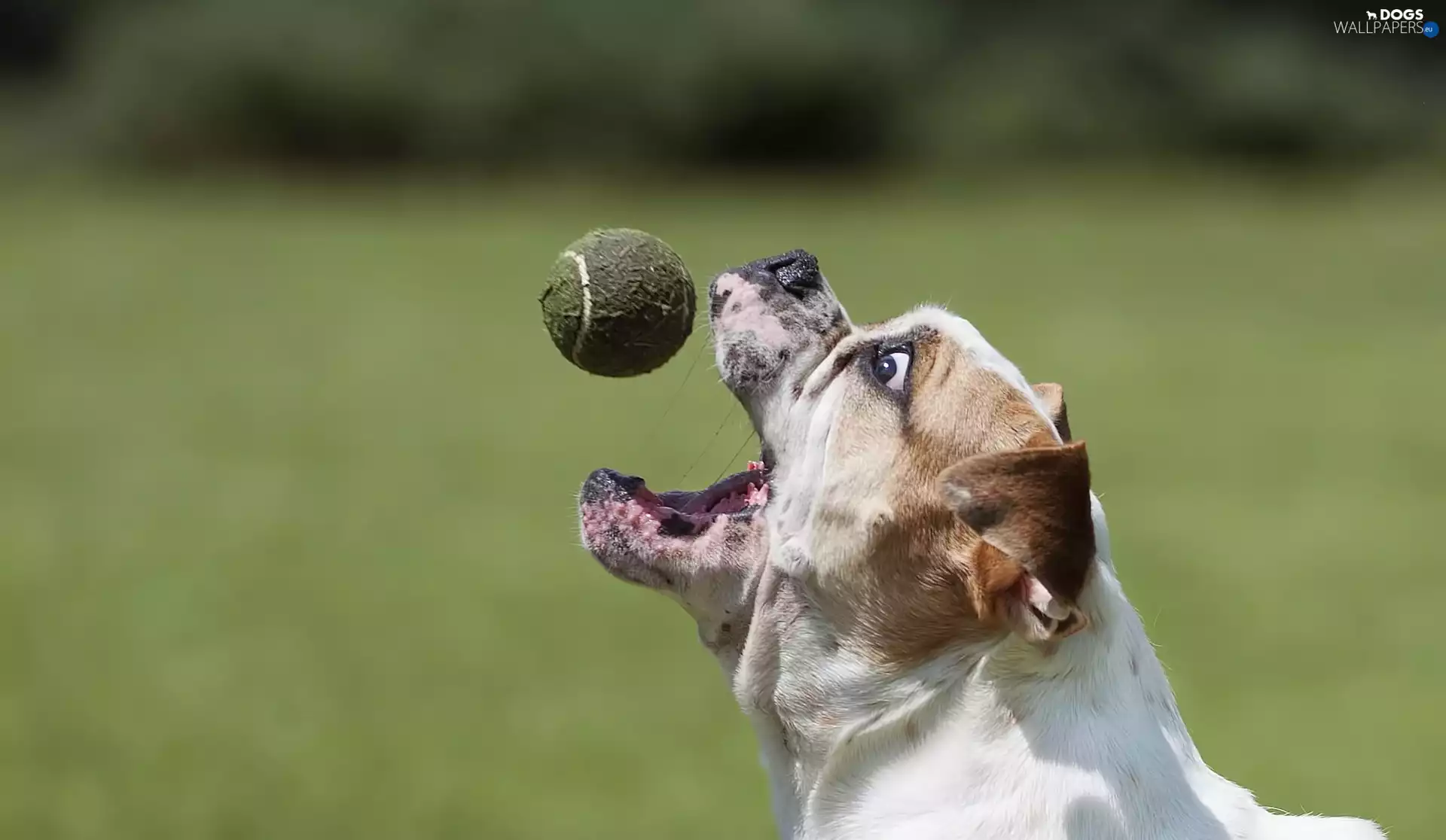 dog, Ball