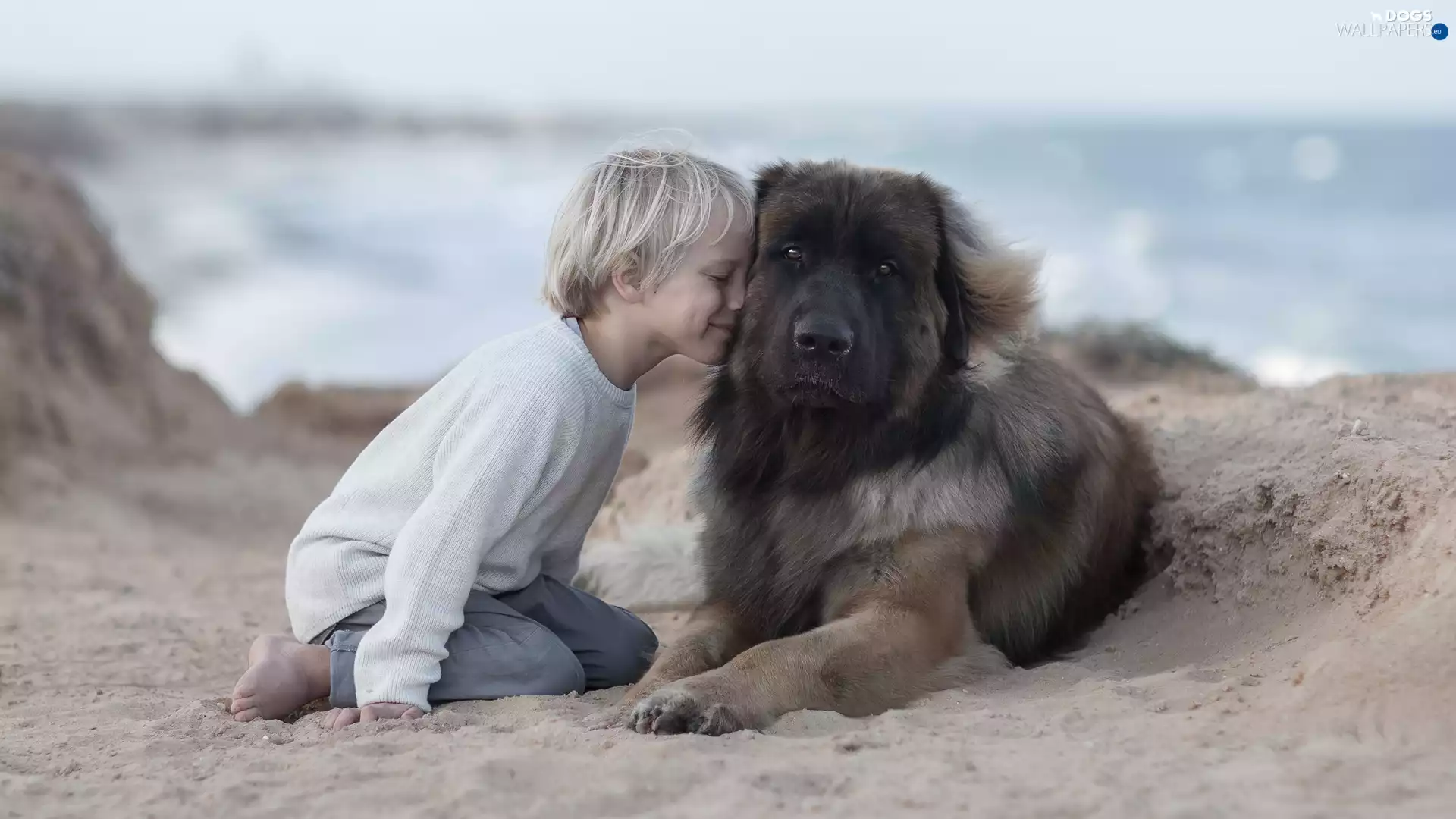 Leonberger, boy, Beaches, dog, Kid, friend, Sand