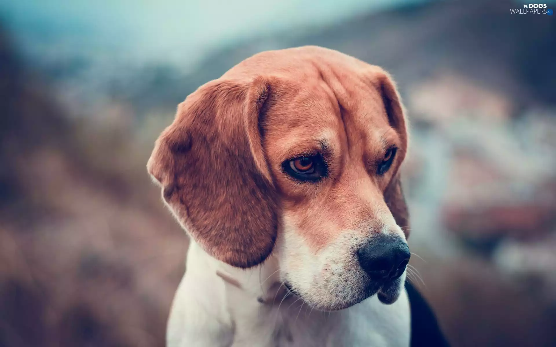dog, Beagle