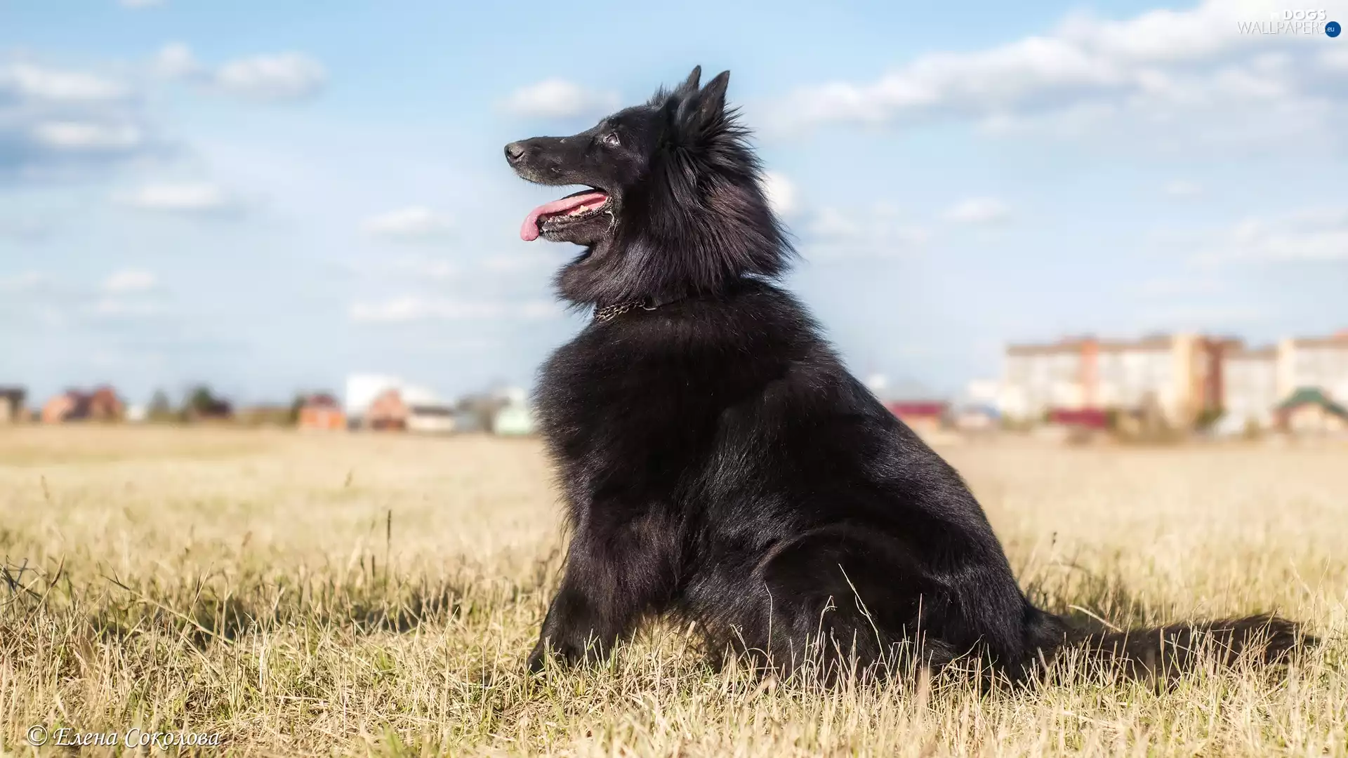Meadow, dog, Belgian Shepherd Groenendael