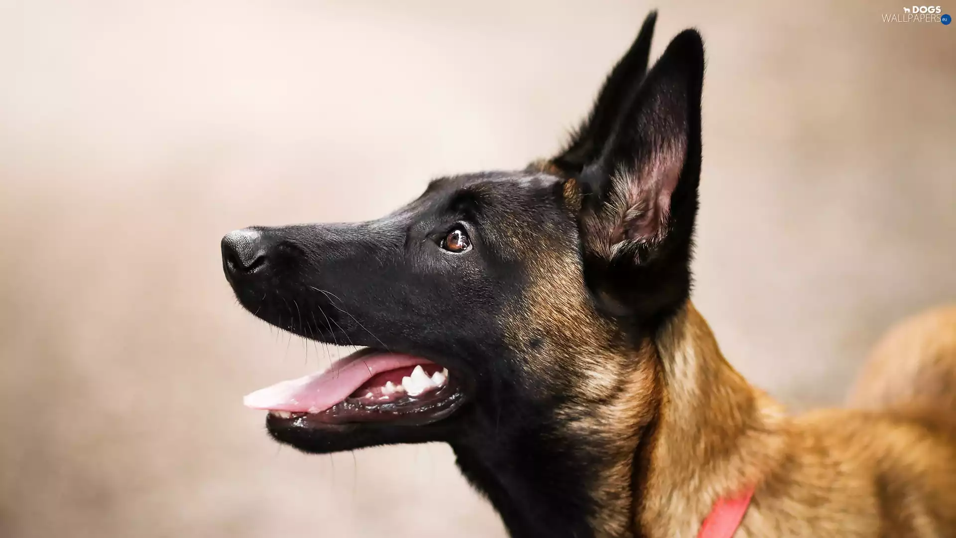 muzzle, dog, Belgian Shepherd Malinois