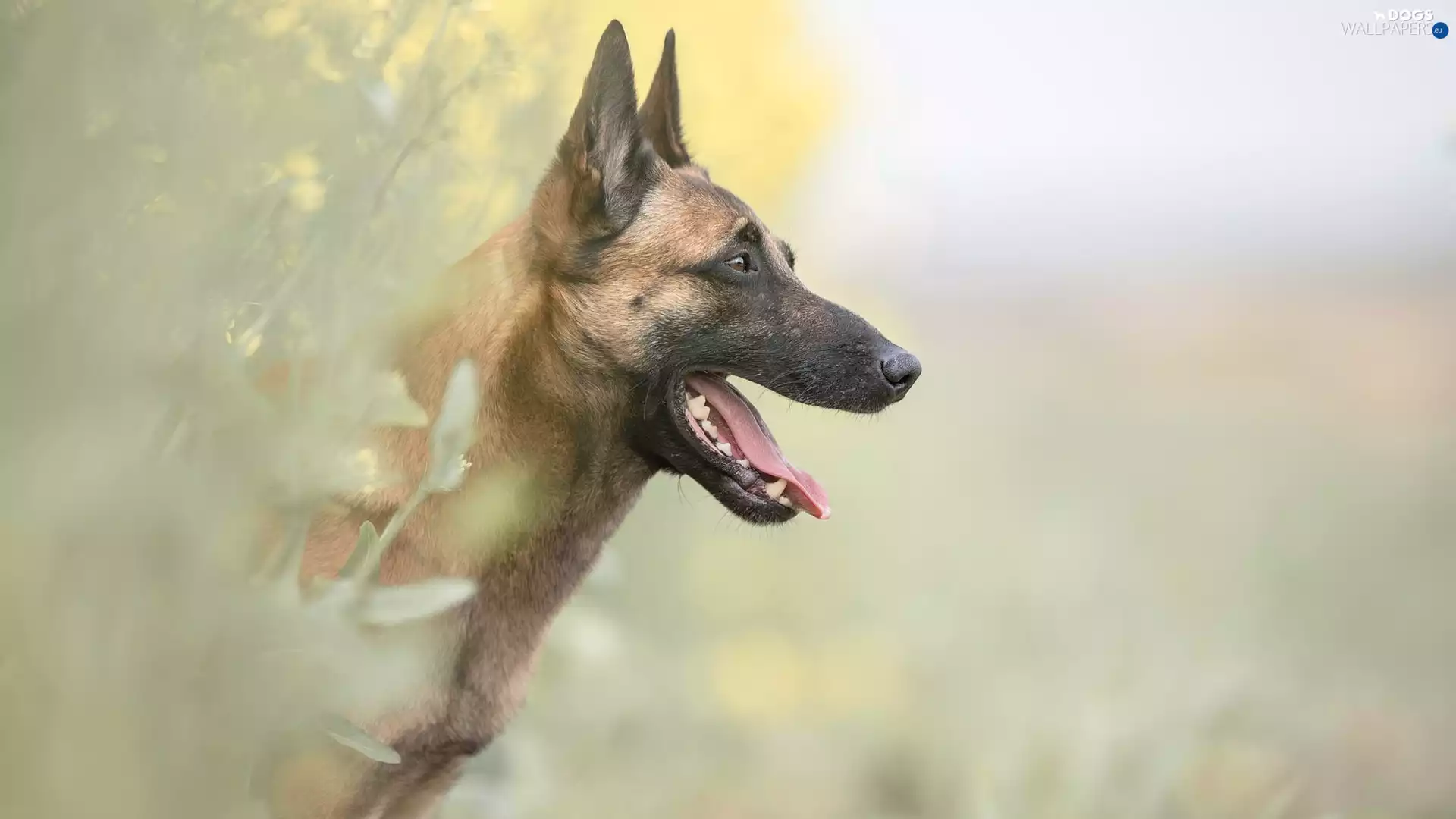 muzzle, dog, Belgian Shepherd Malinois