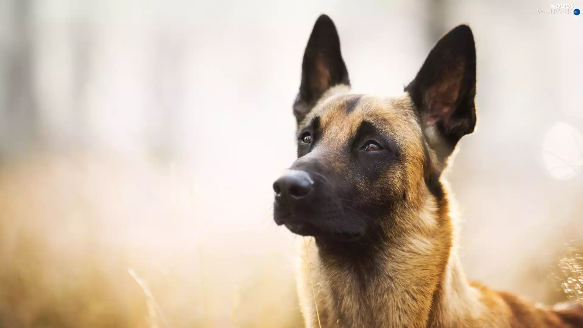muzzle, dog, Belgian Shepherd Malinois