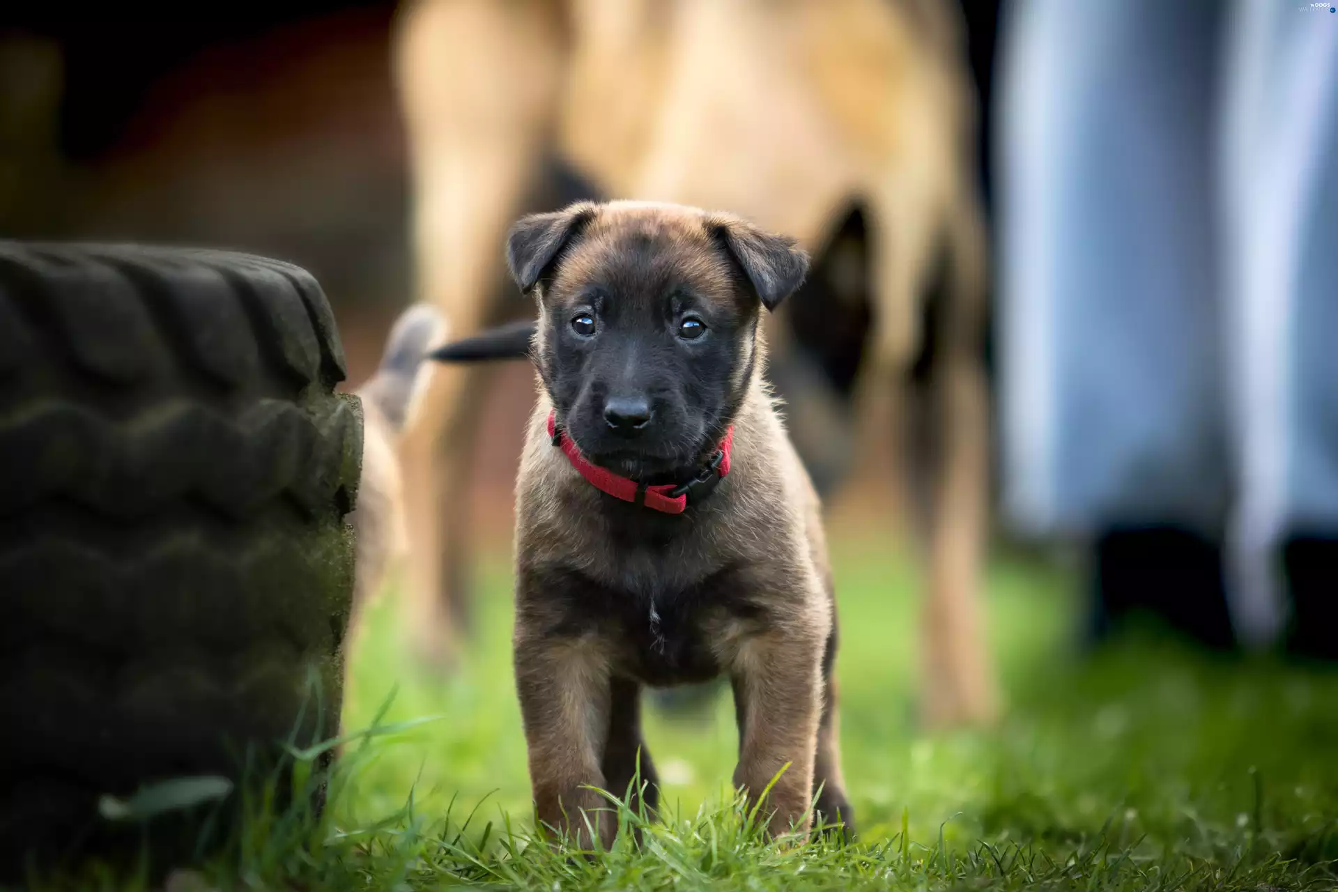 belgian, dog, sheep-dog