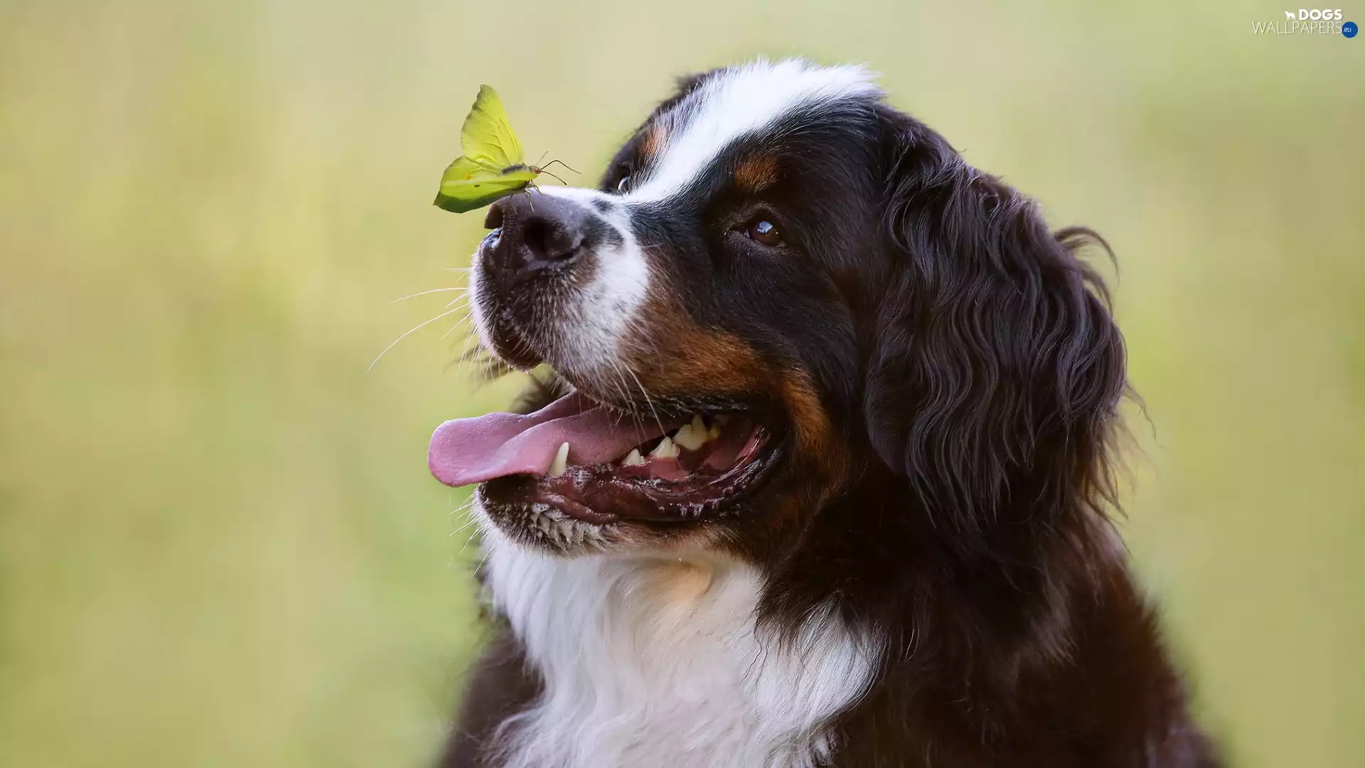 butterfly, dog, Bernese Mountain Dog