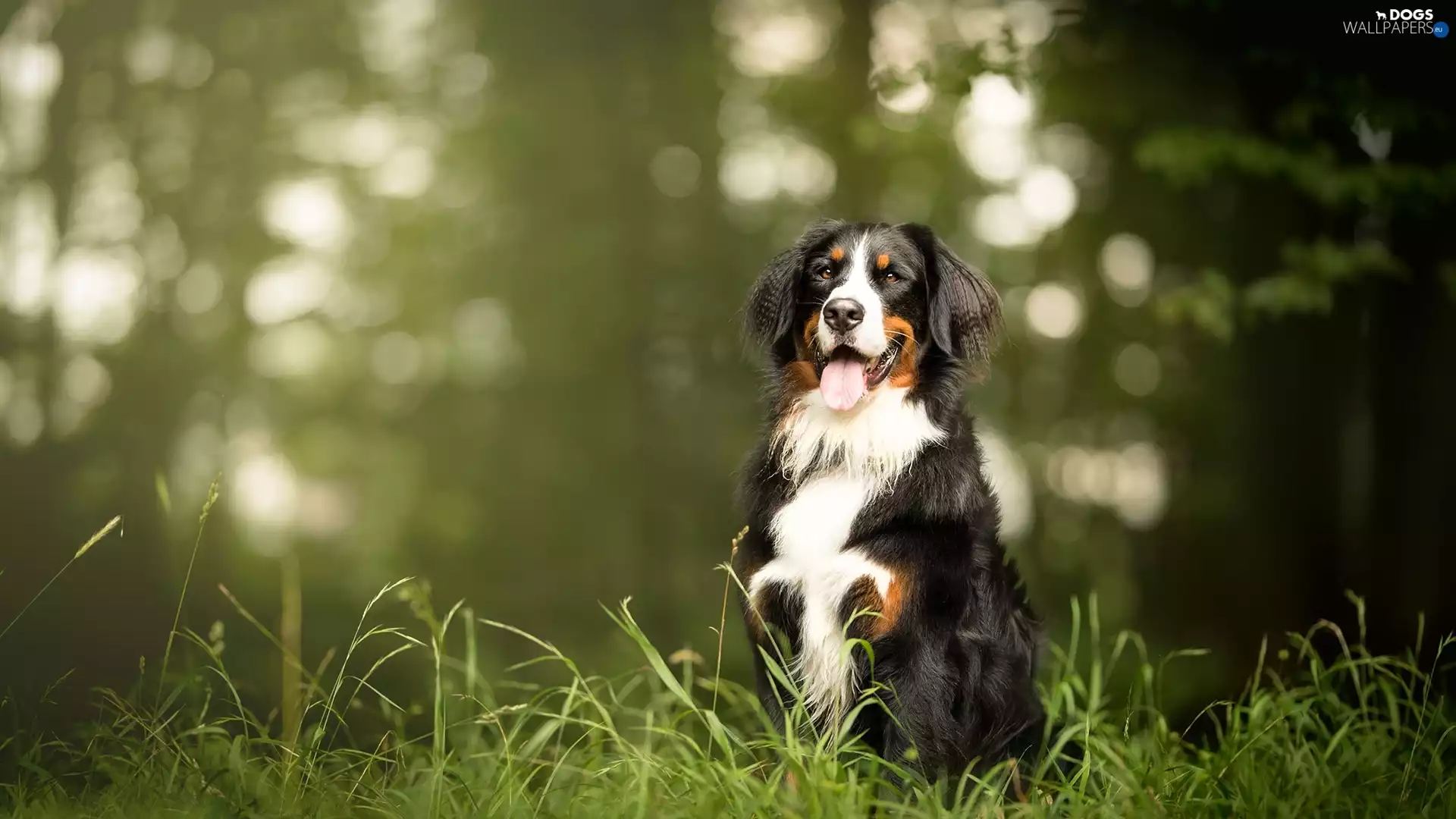grass, dog, Bernese Mountain Dog