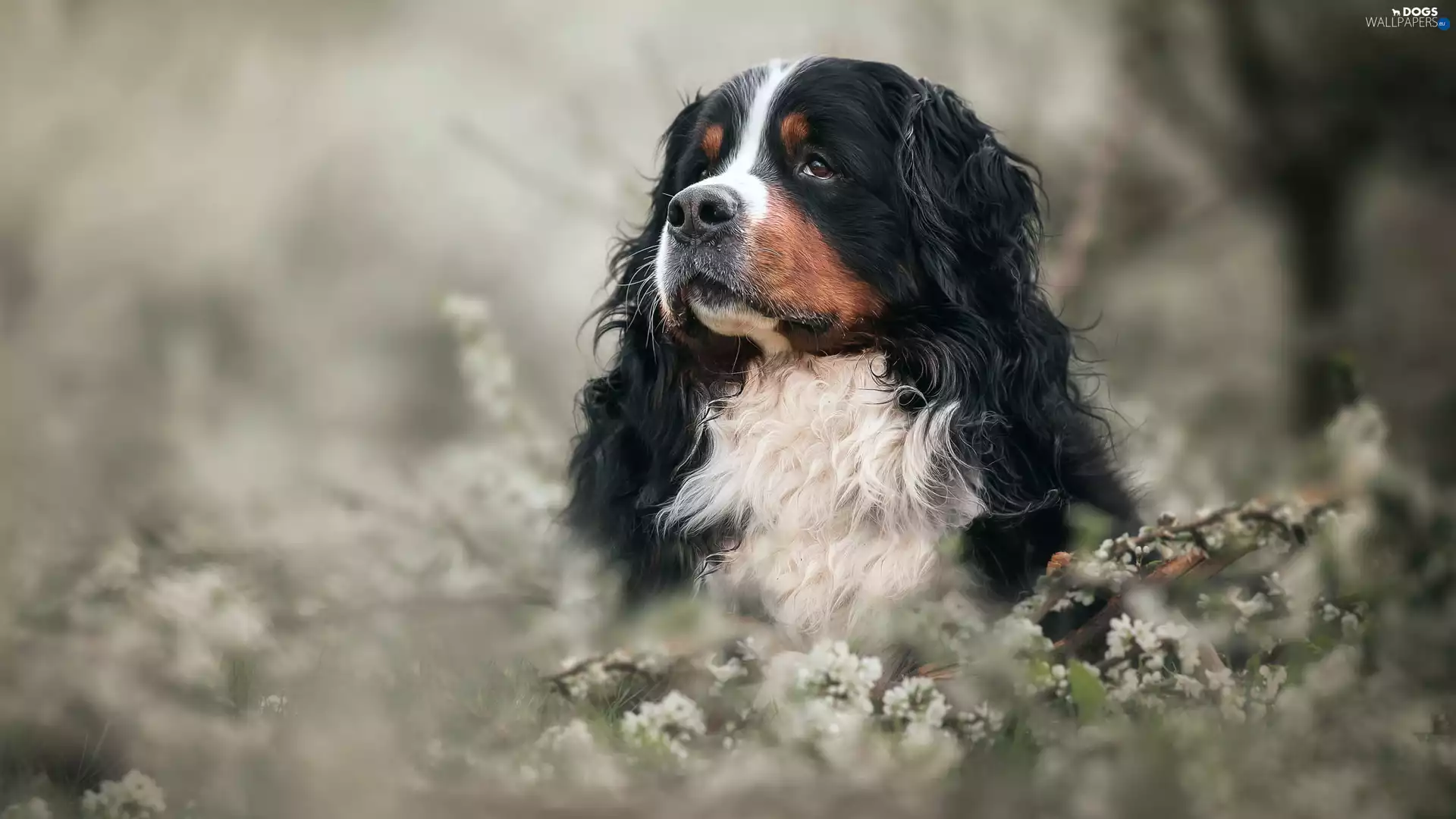 Bernese Mountain Dog, dog