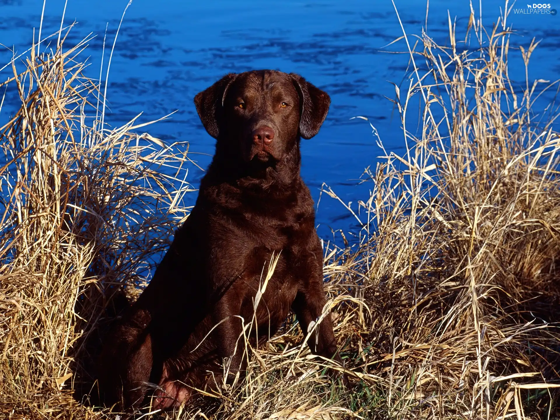 dog, Big