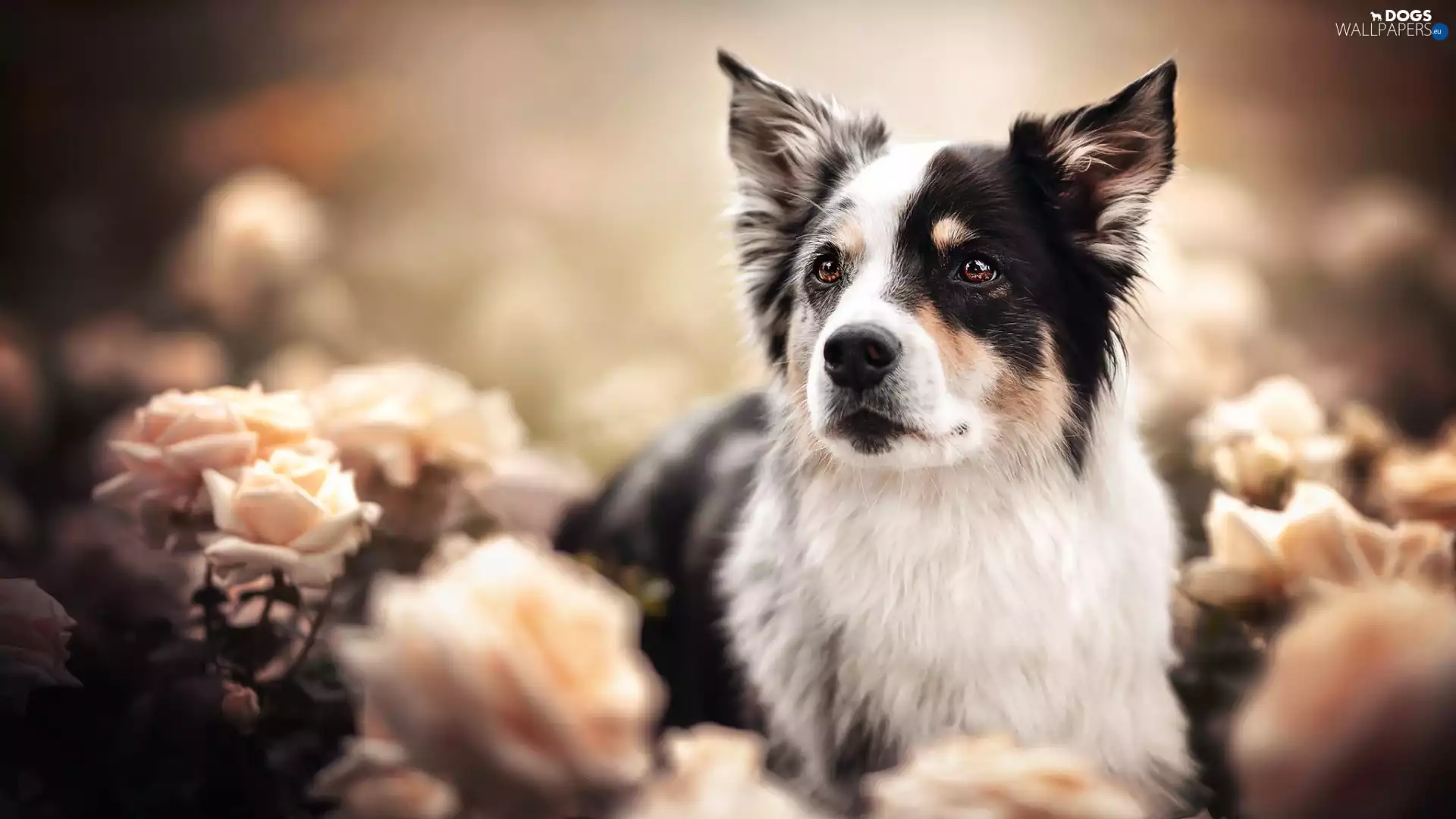 roses, blur, black and white, Australian Shepherd, dog
