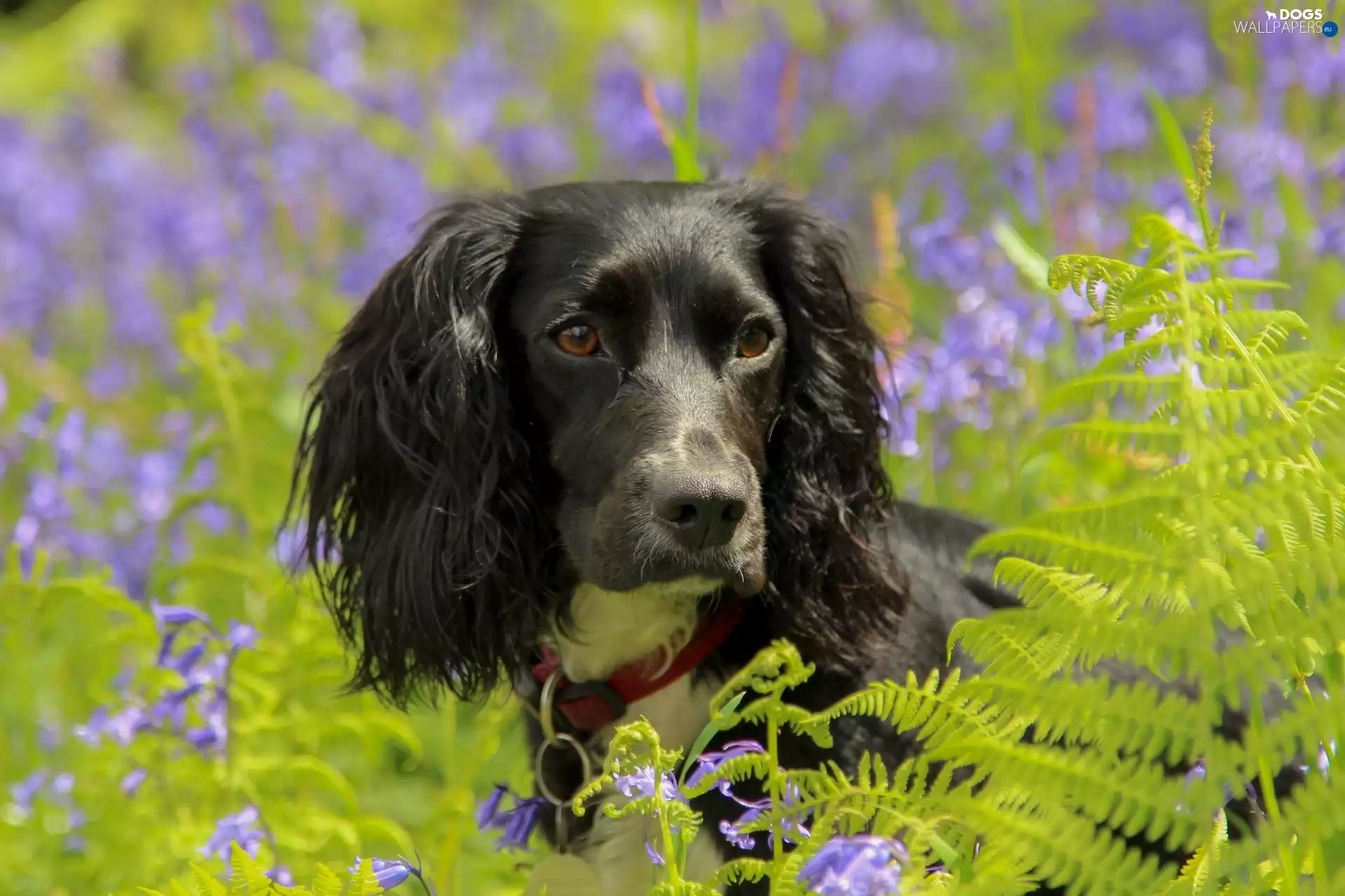 Black, Spaniel, fern, dog