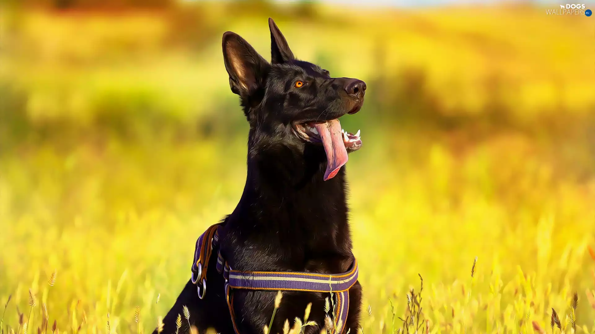 braces, graphics, Black German Shepherd Dog, Tounge, dog