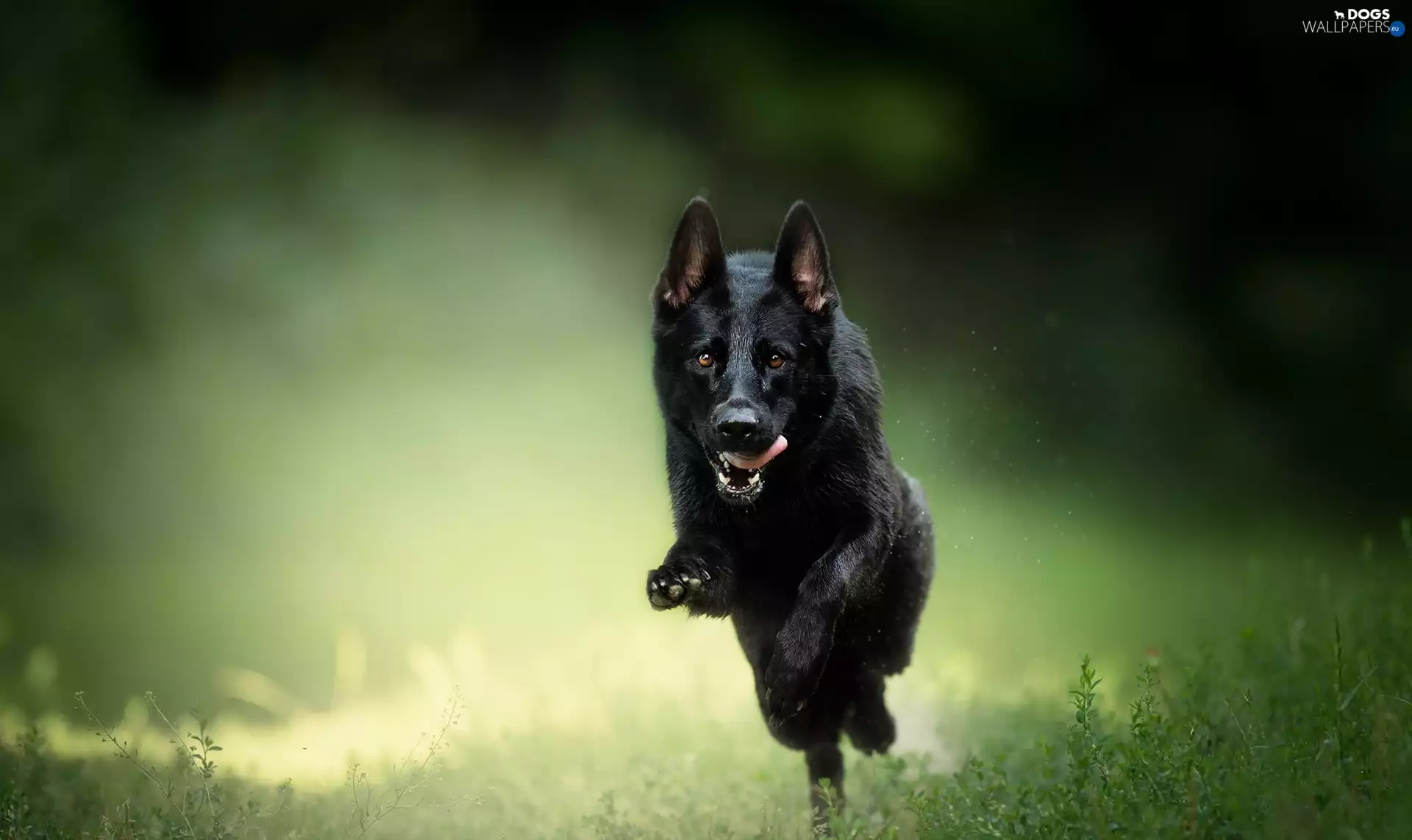 Black German Shepherd Dog
