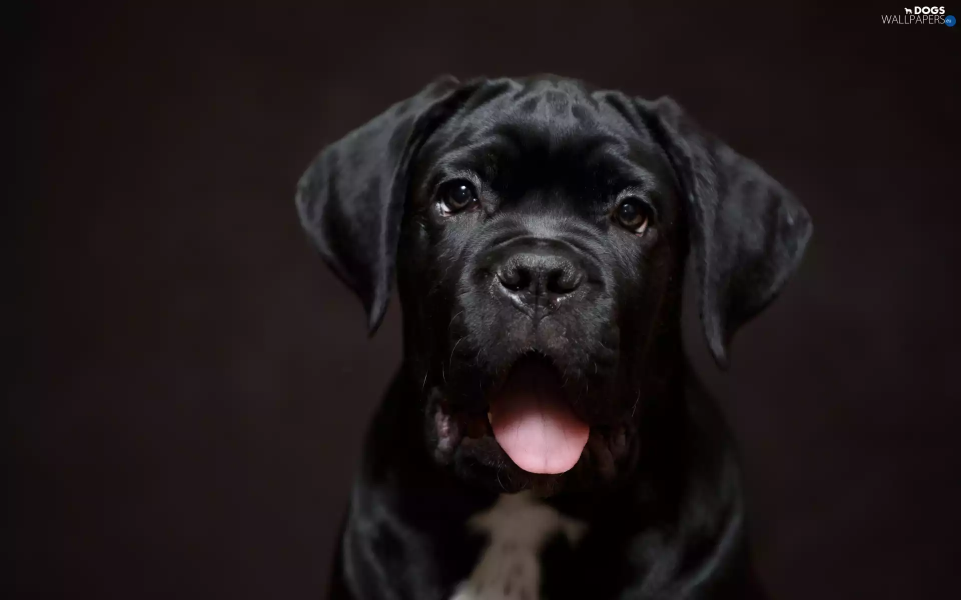 Cane Corso, Tounge, dog, Puppy, Black
