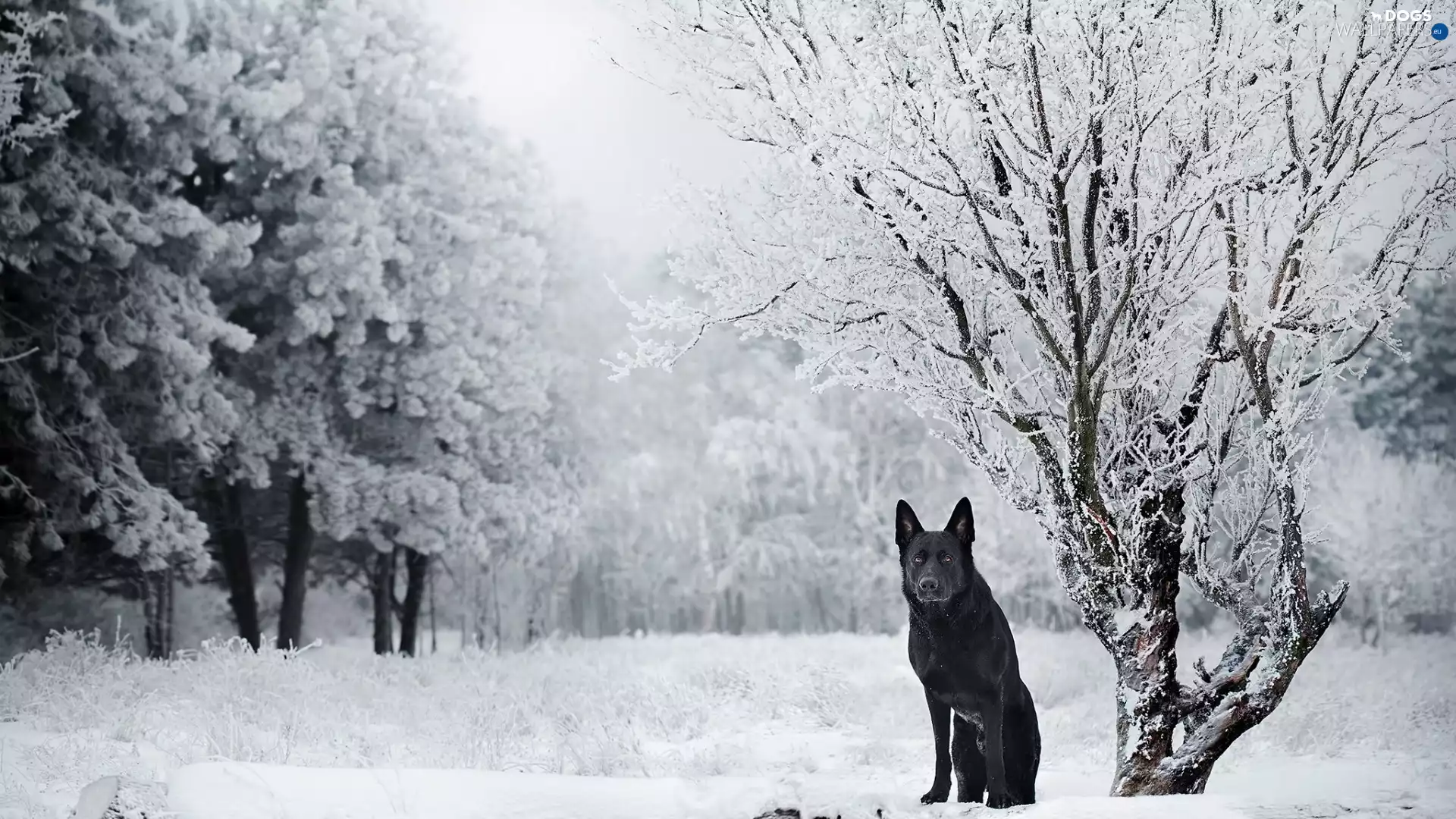 trees, viewes, Black German Shepherd Dog, winter, dog