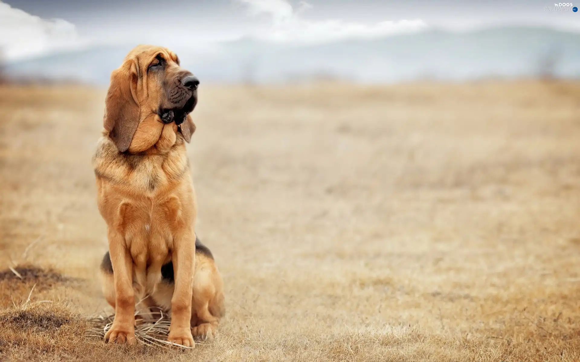 dog, Bloodhound