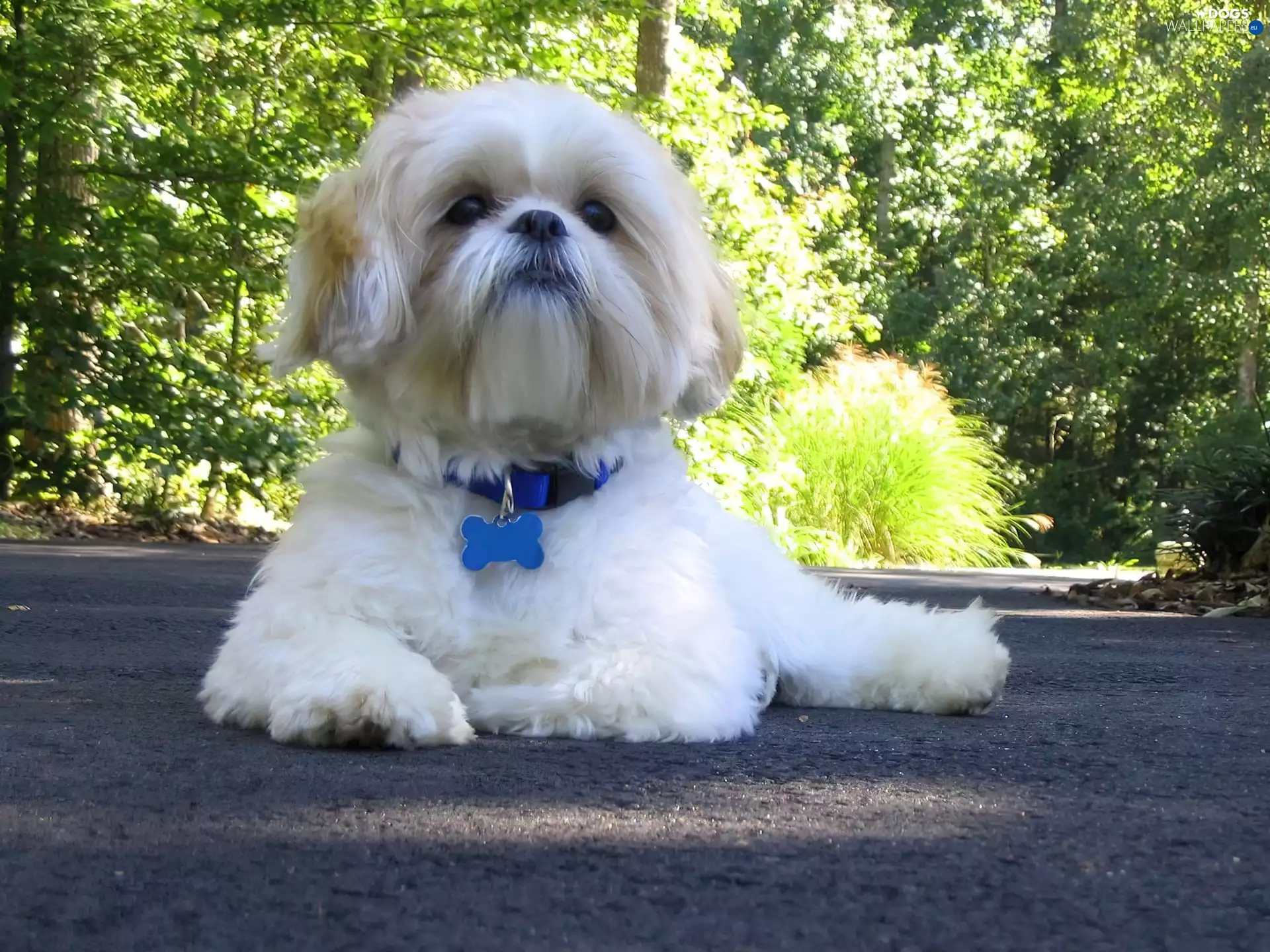 white-beige, Blue, dog-collar, Shih Tzu