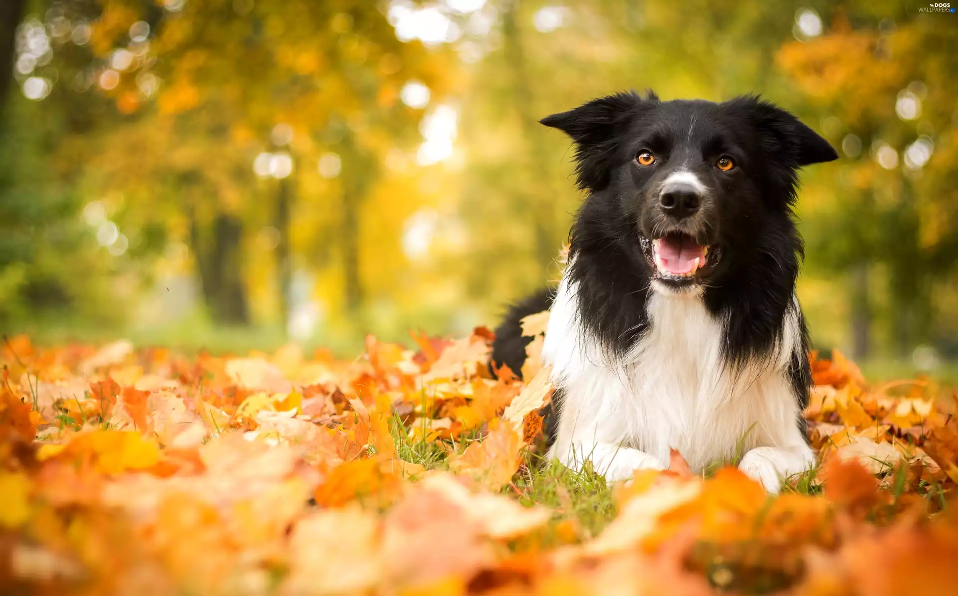 Border Collie, autumn, dog